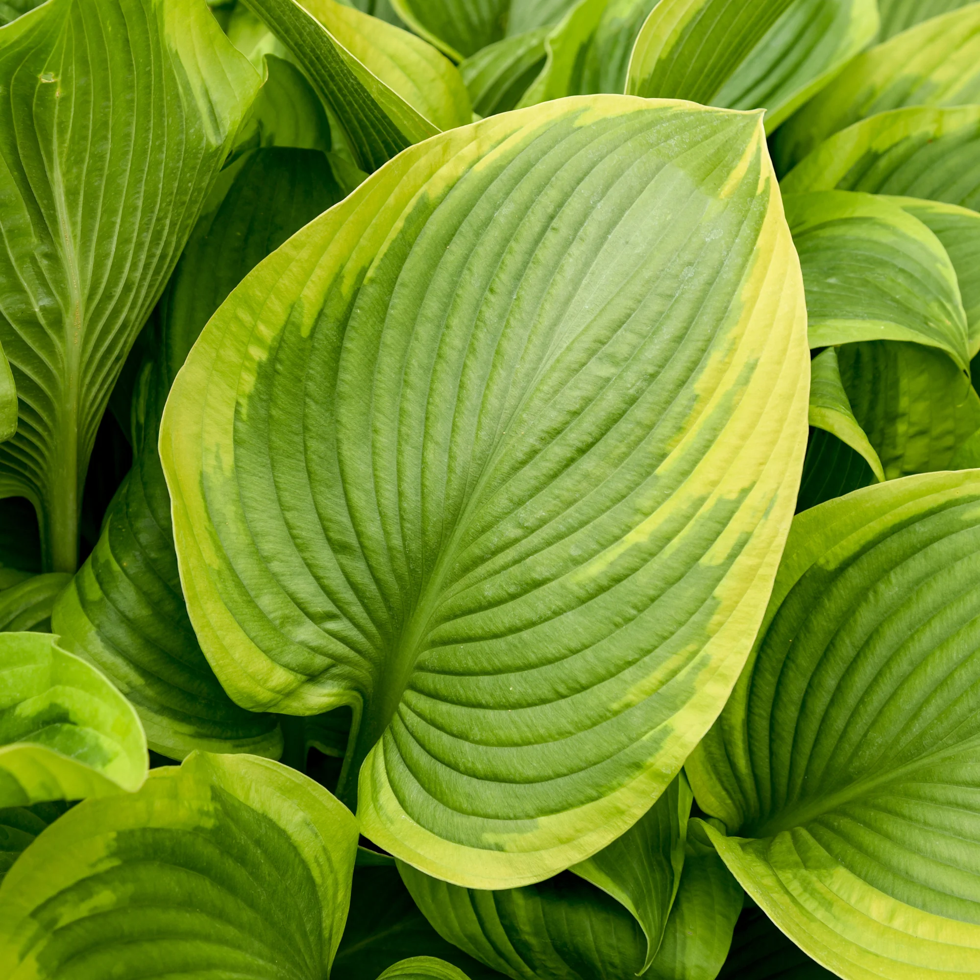 Shadowland® 'Lone Star' (Hosta hybrid) - Image 3
