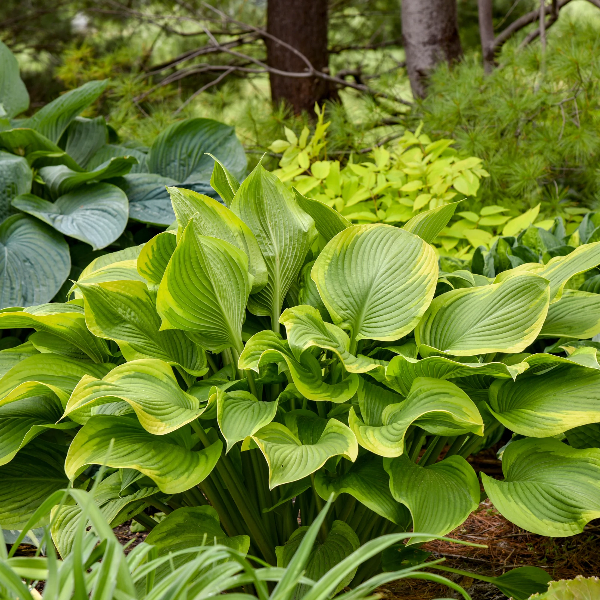 Shadowland® 'Lone Star' (Hosta hybrid) - Image 4