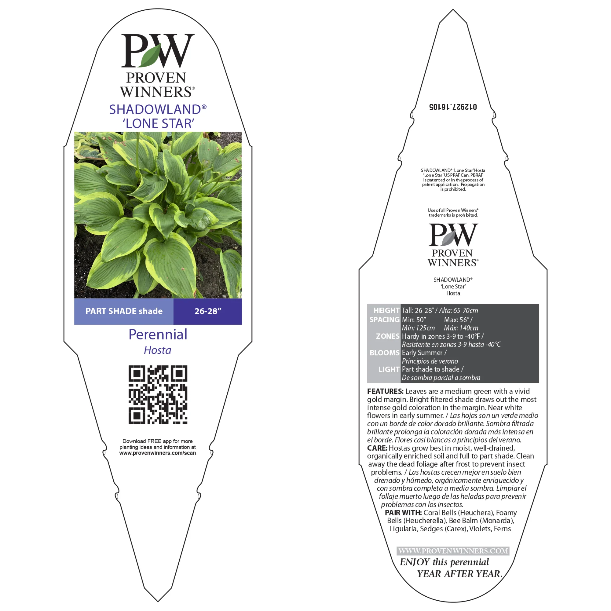 Shadowland® 'Lone Star' (Hosta hybrid) - Image 6