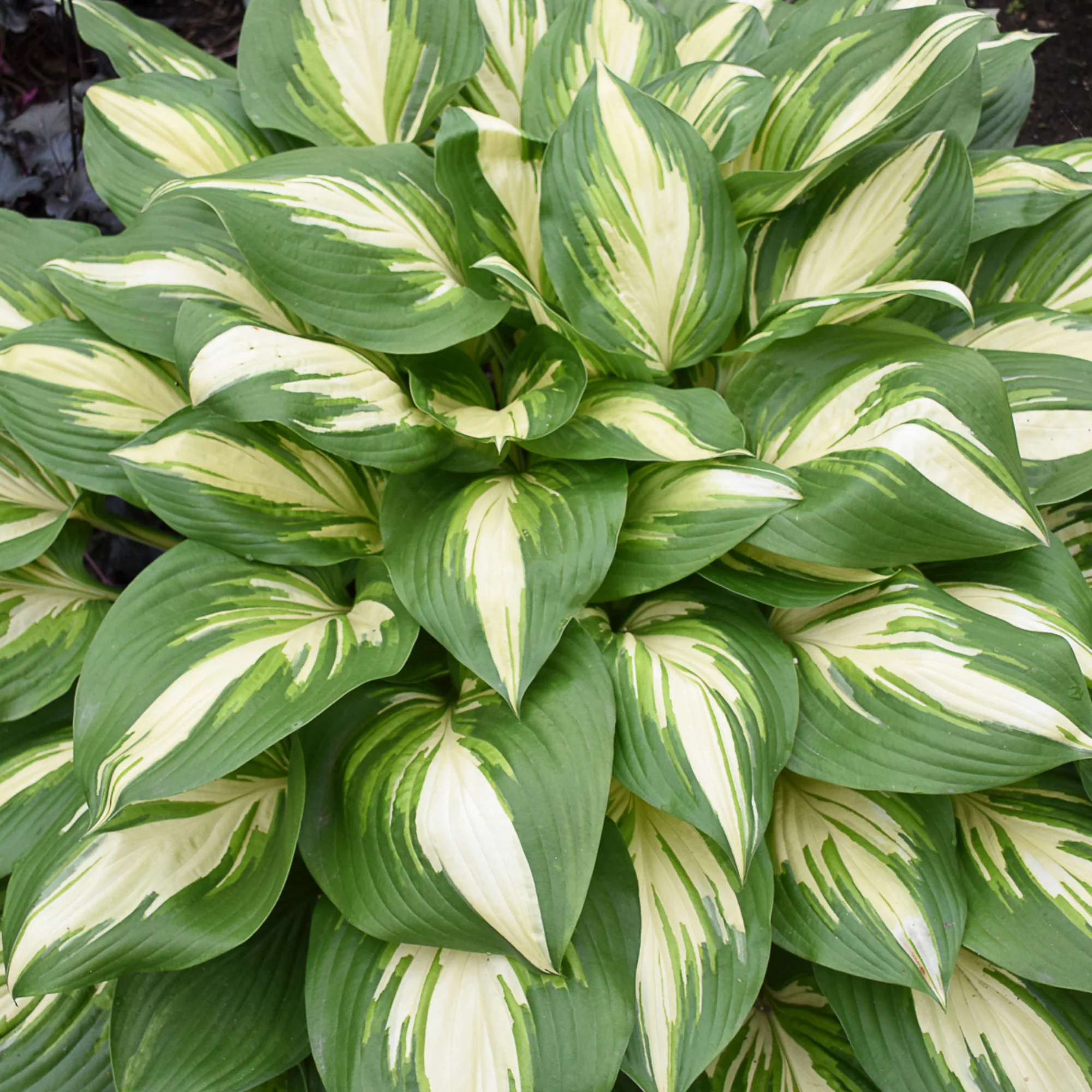 Shadowland® 'Miss America' Hosta - Image 3