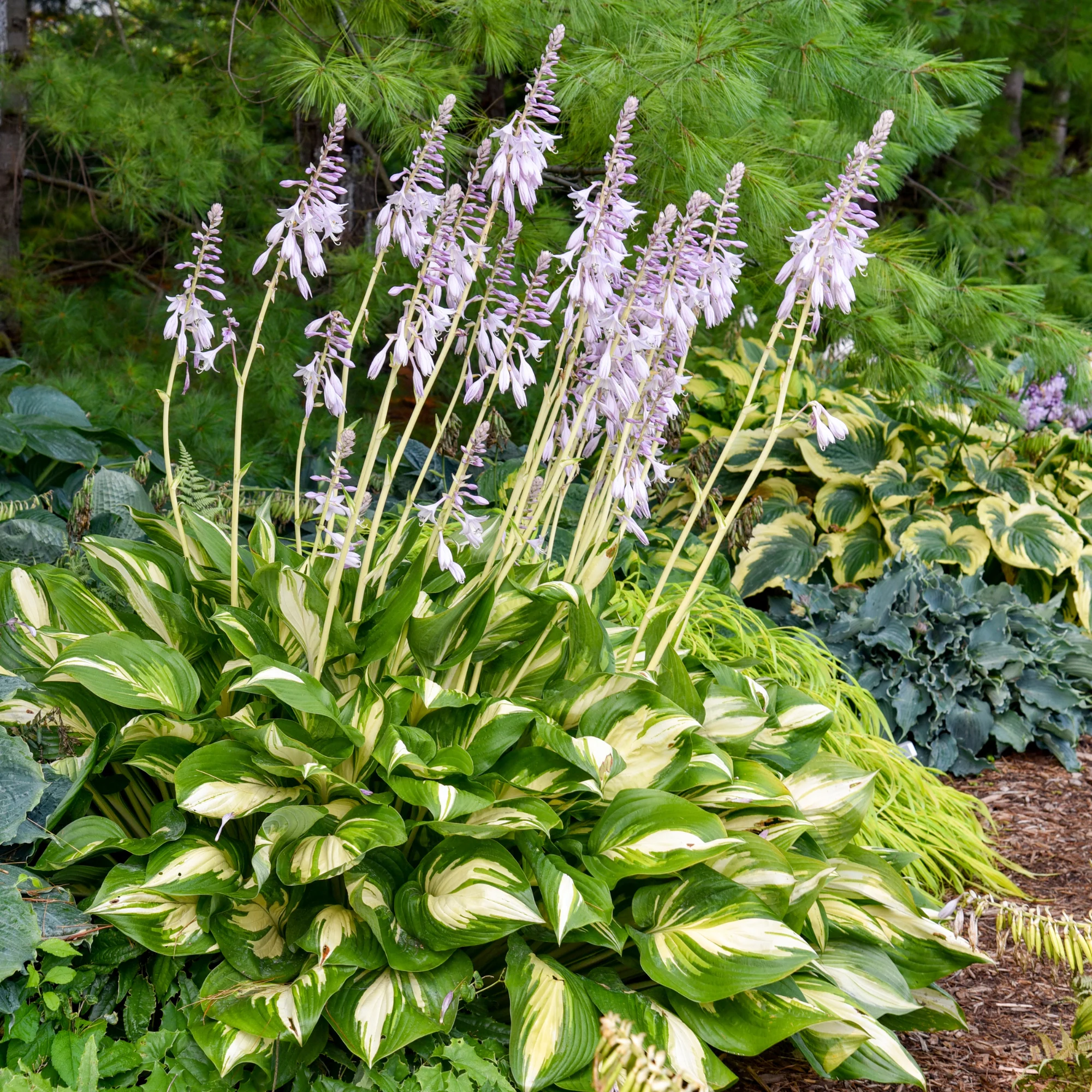 Shadowland® 'Miss America' Hosta - Image 5