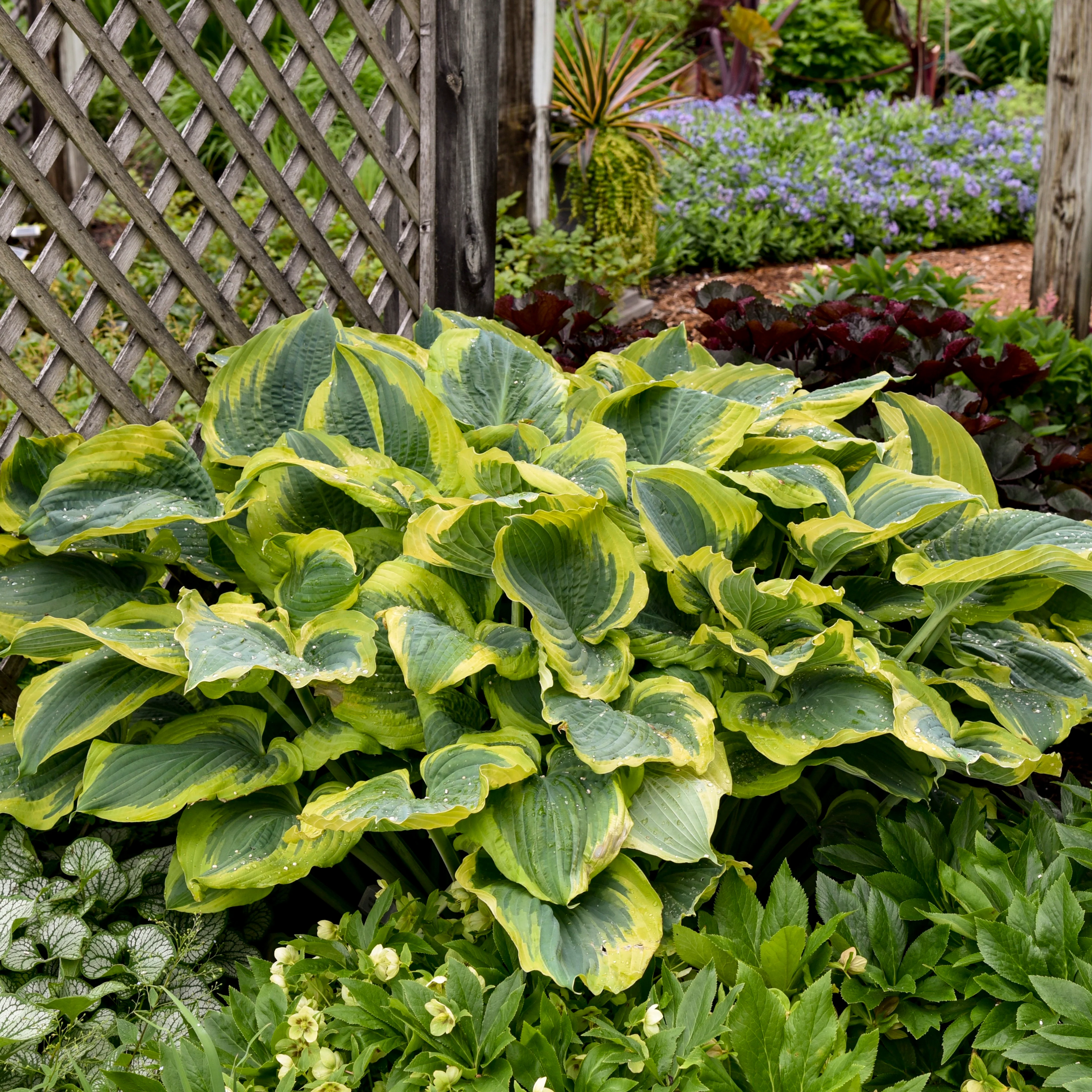 Shadowland® 'Seducer' Hosta - Image 10