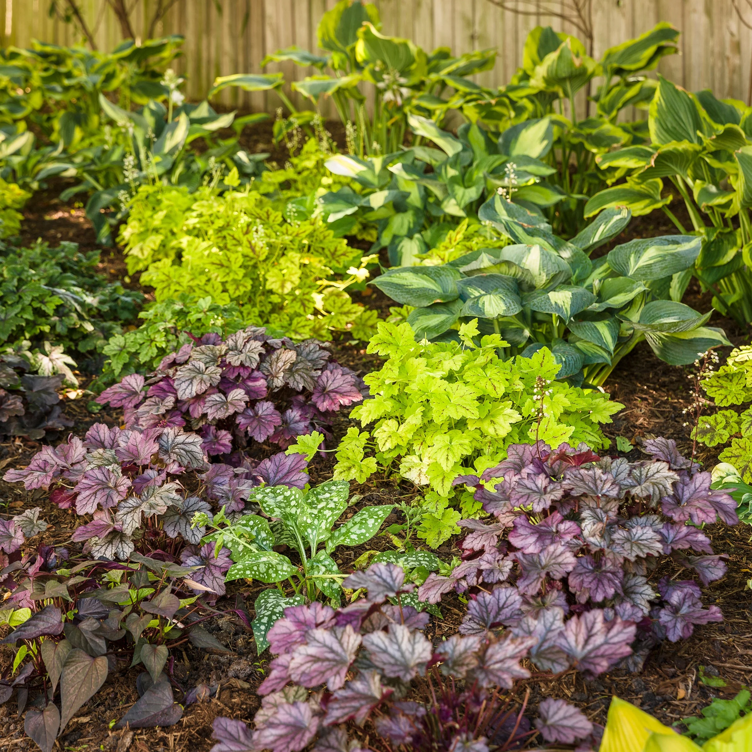 Shadowland® 'Seducer' Hosta - Image 11