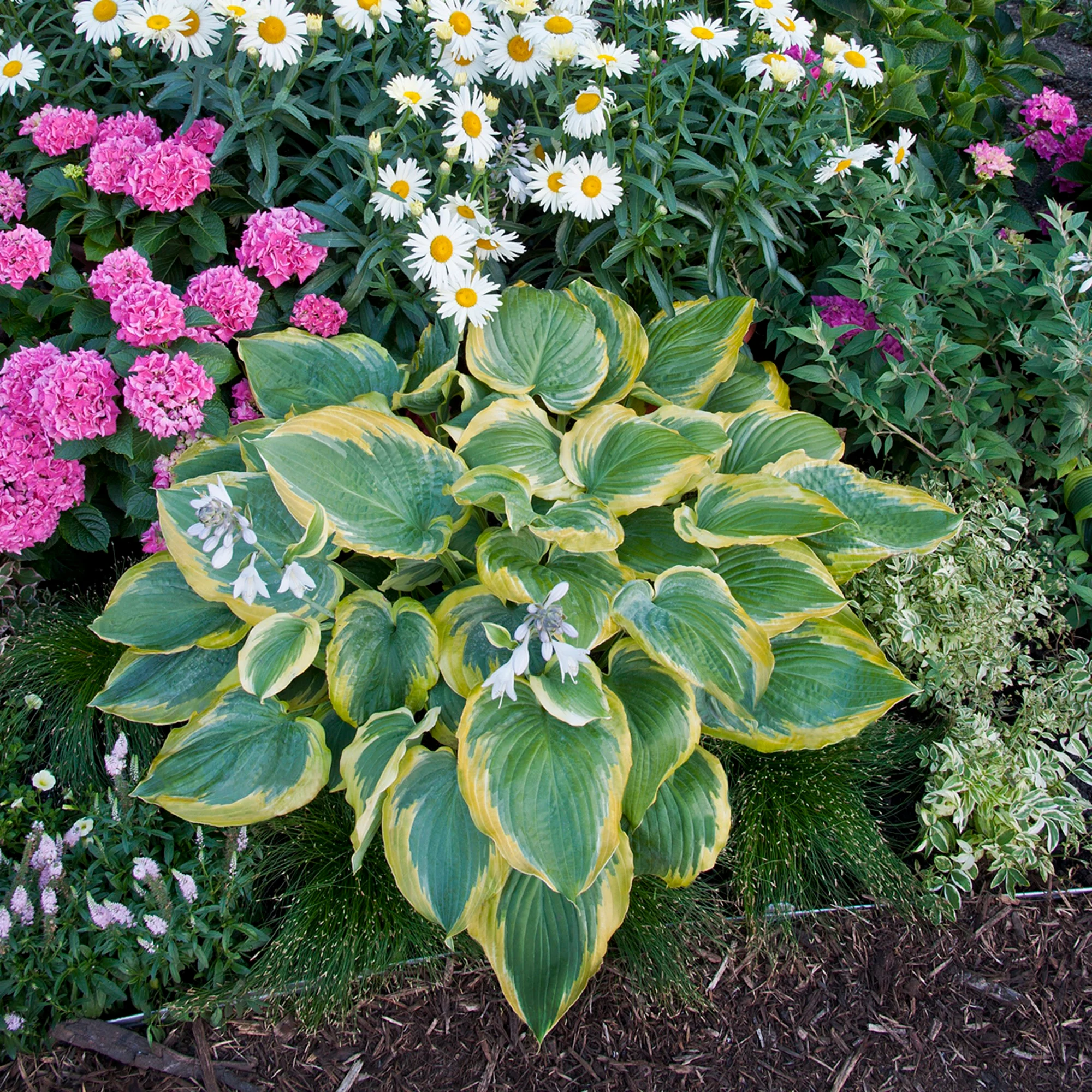 Shadowland® 'Seducer' Hosta - Image 12