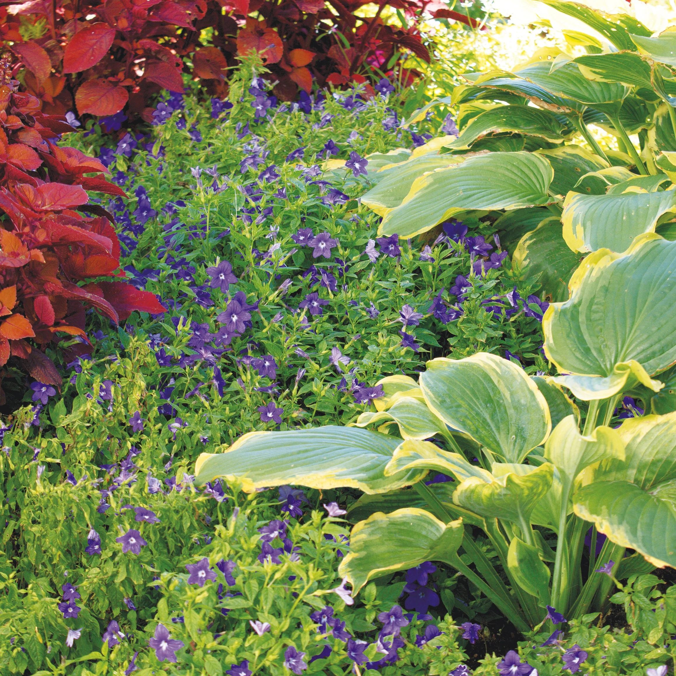 Shadowland® 'Seducer' Hosta - Image 13