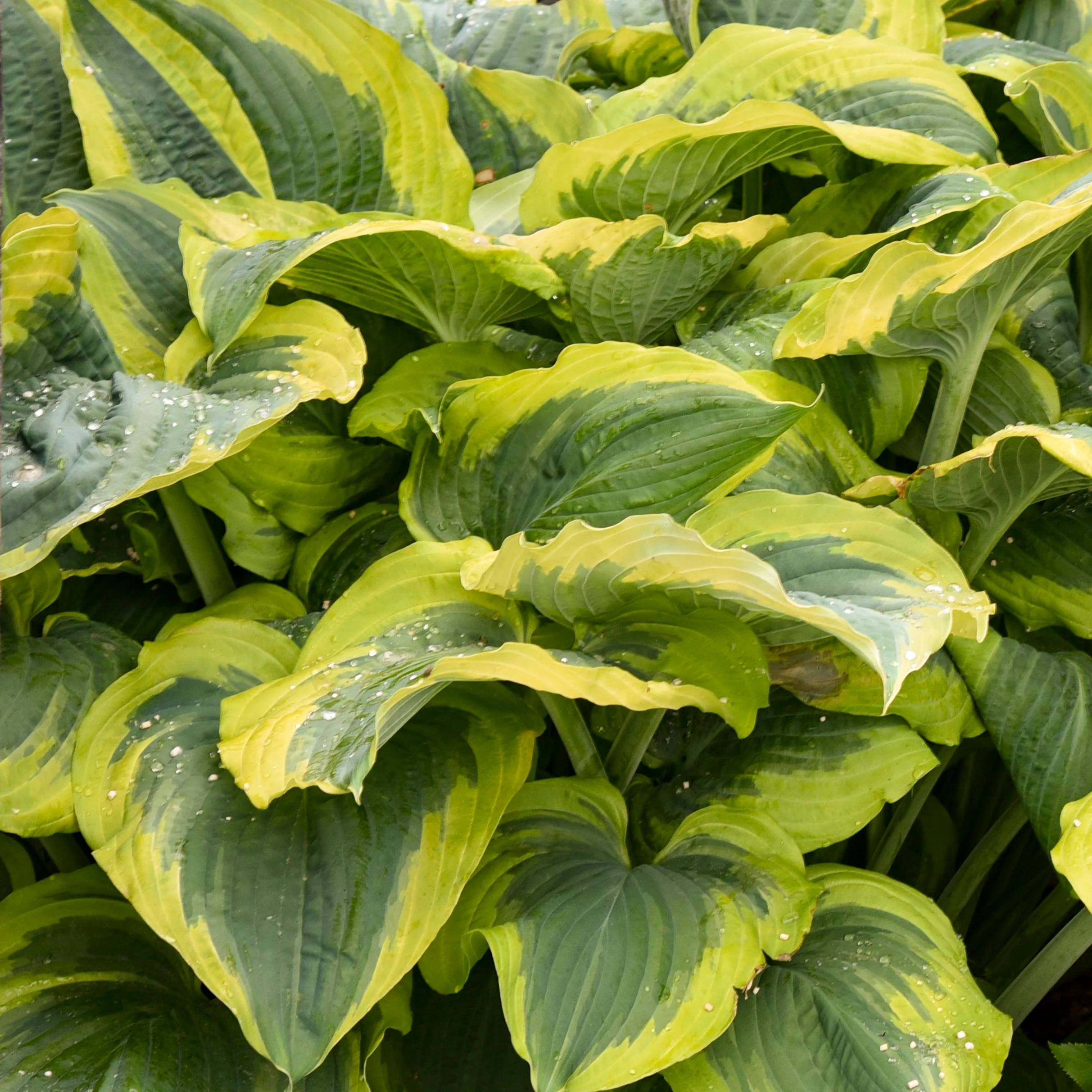 Shadowland® 'Seducer' Hosta - Image 5