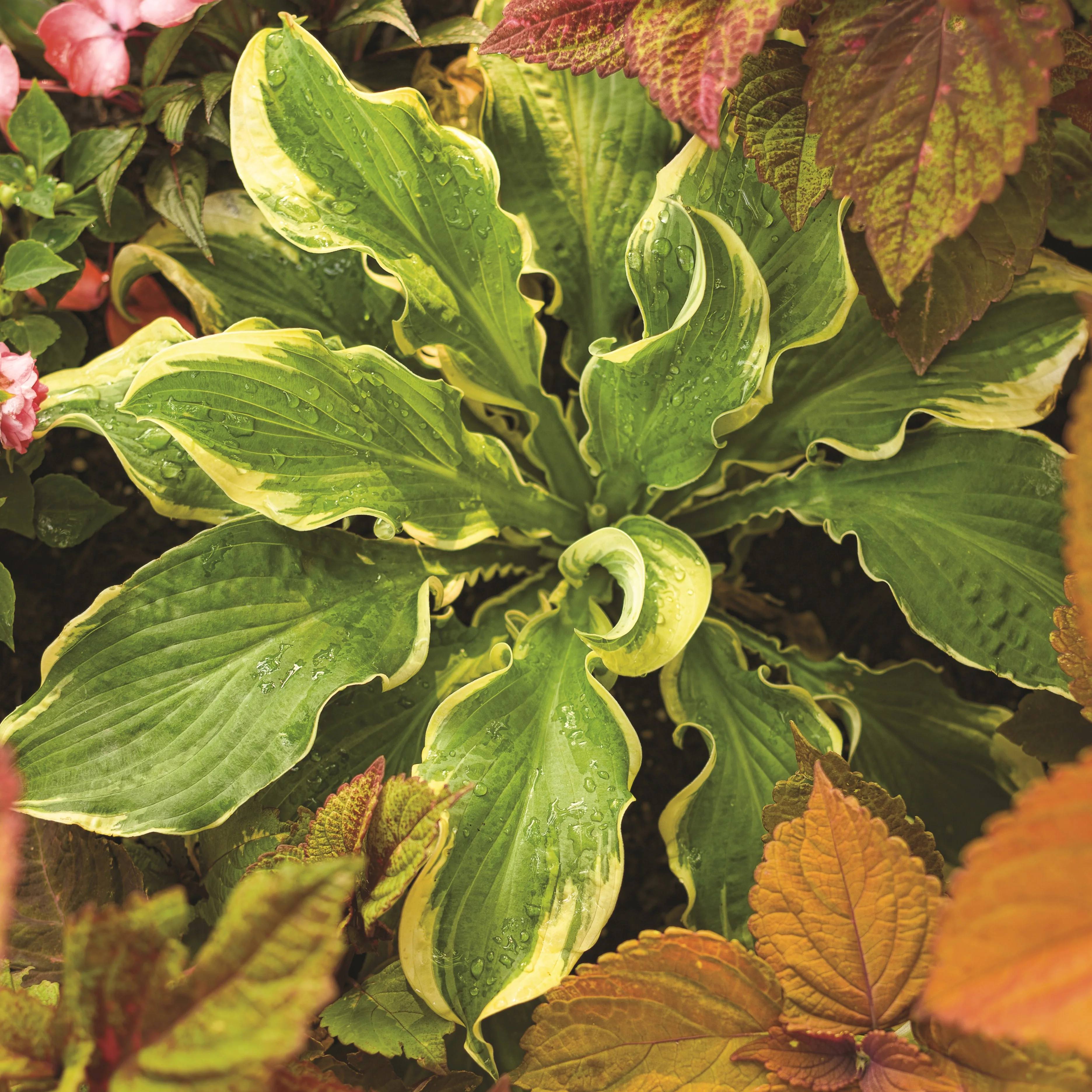 Shadowland® 'Seducer' Hosta - Image 6