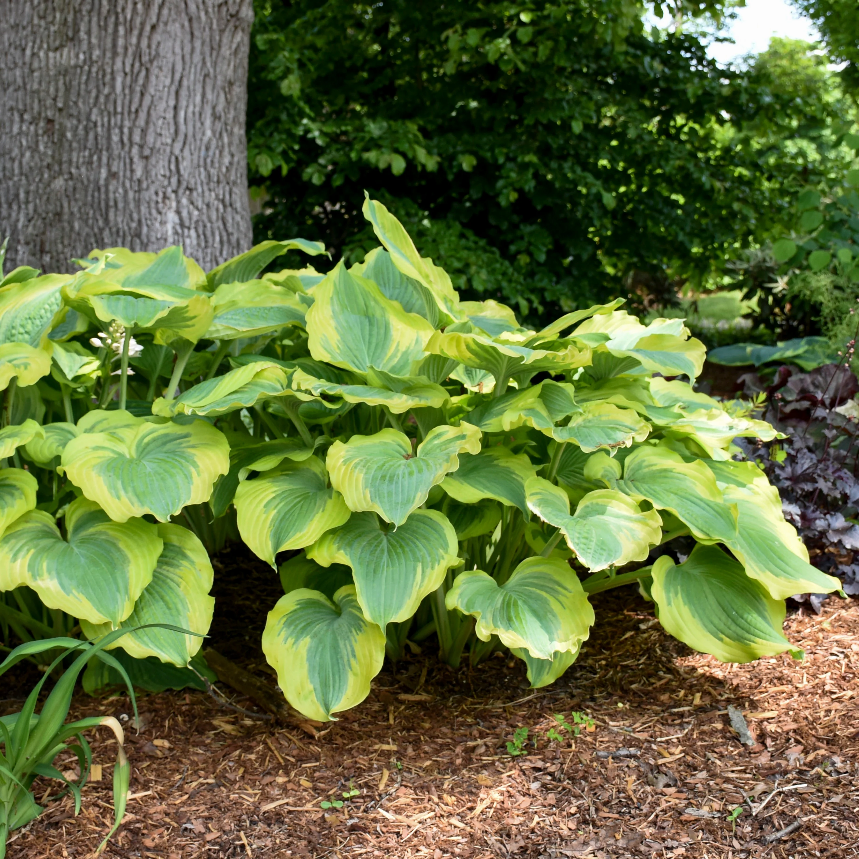 Shadowland® 'Seducer' Hosta - Image 7
