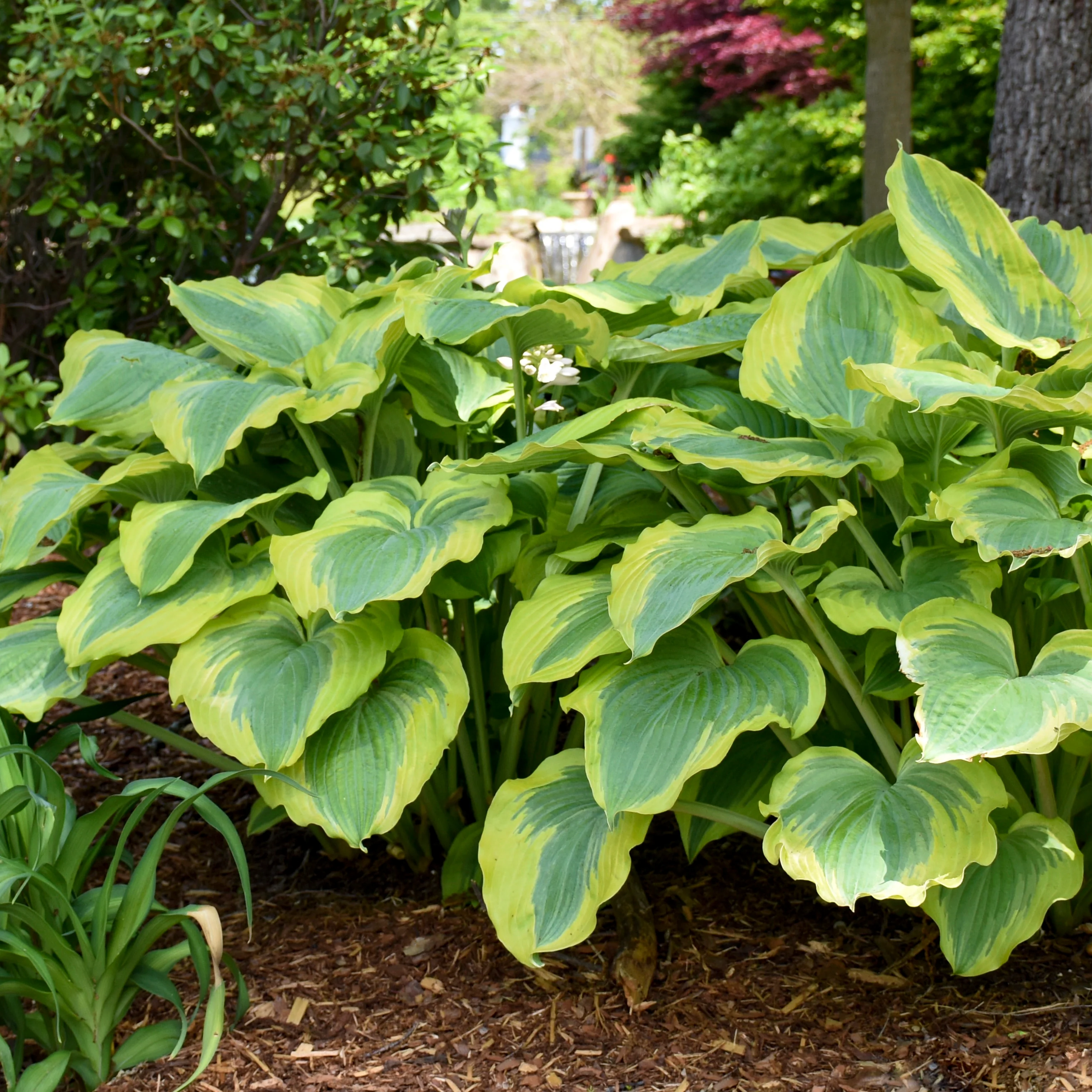 Shadowland® 'Seducer' Hosta - Image 8