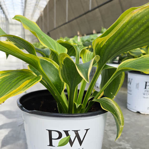 Shadowland® 'Seducer' Hosta - Image 9