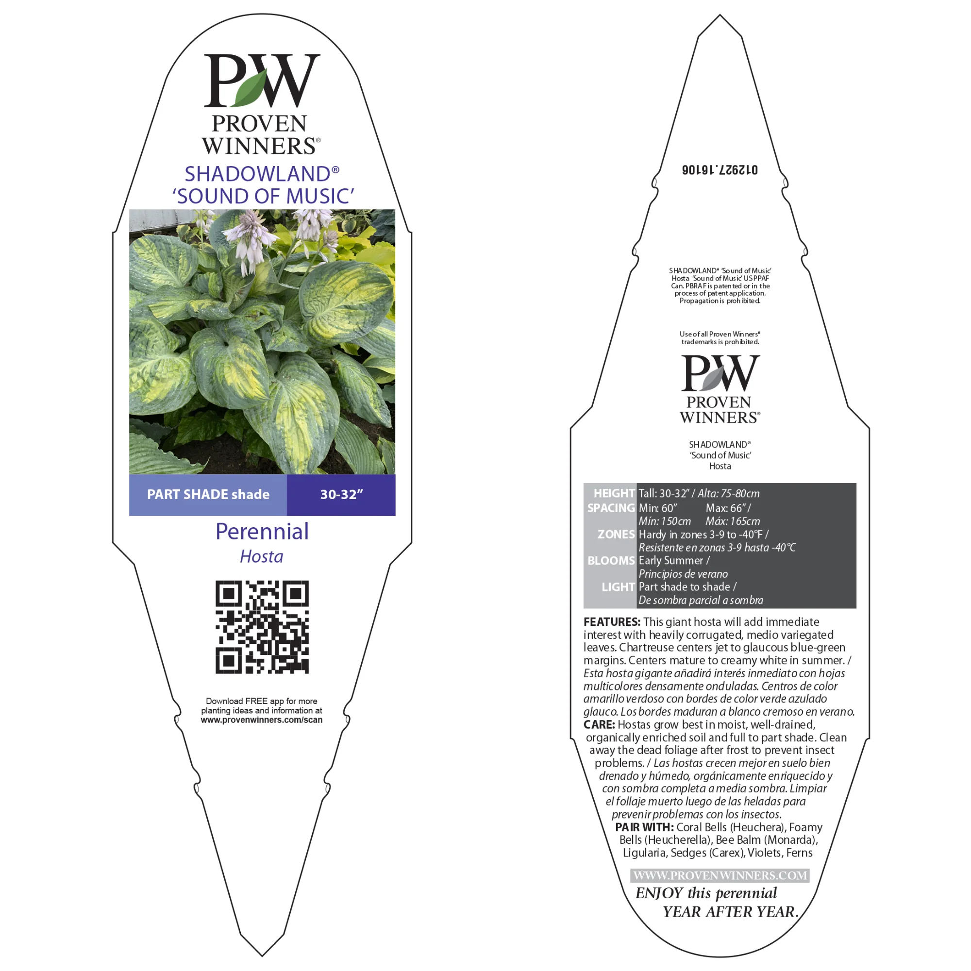 Shadowland® 'Sound of Music' (Hosta hybrid) - Image 5