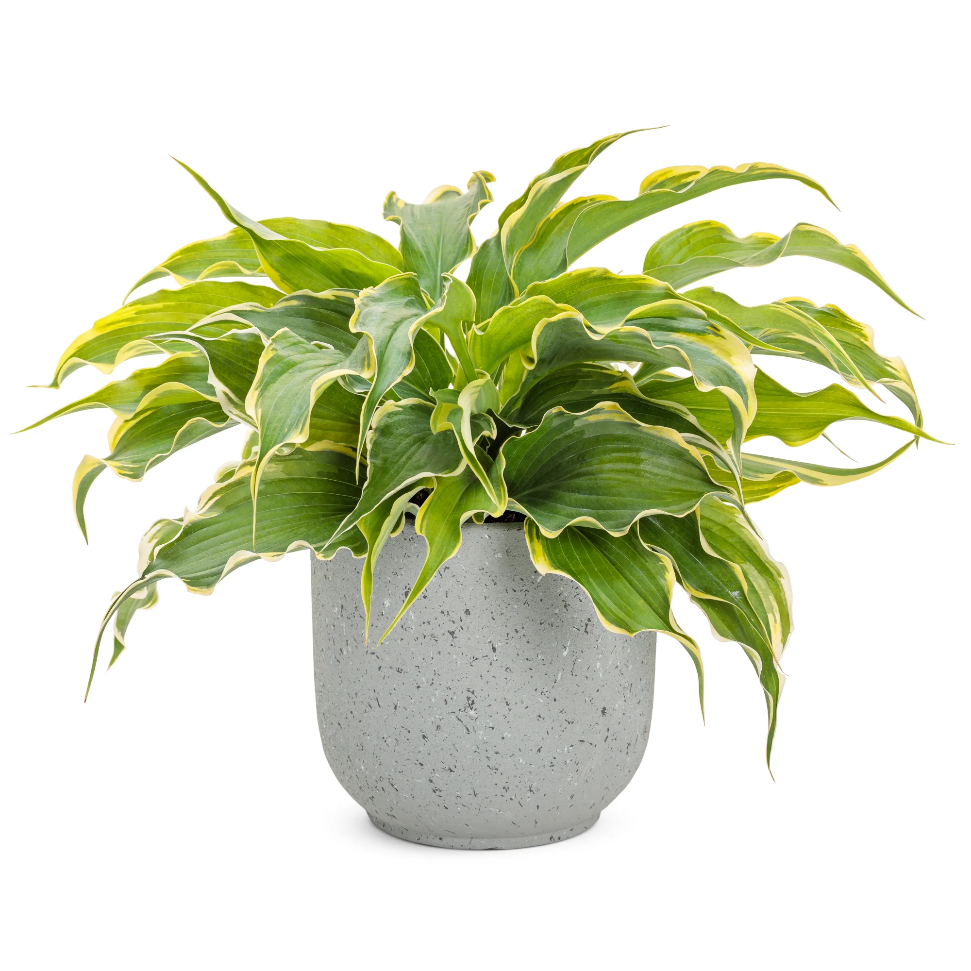 Shadowland® 'Voices in the Wind' Hosta - Image 4