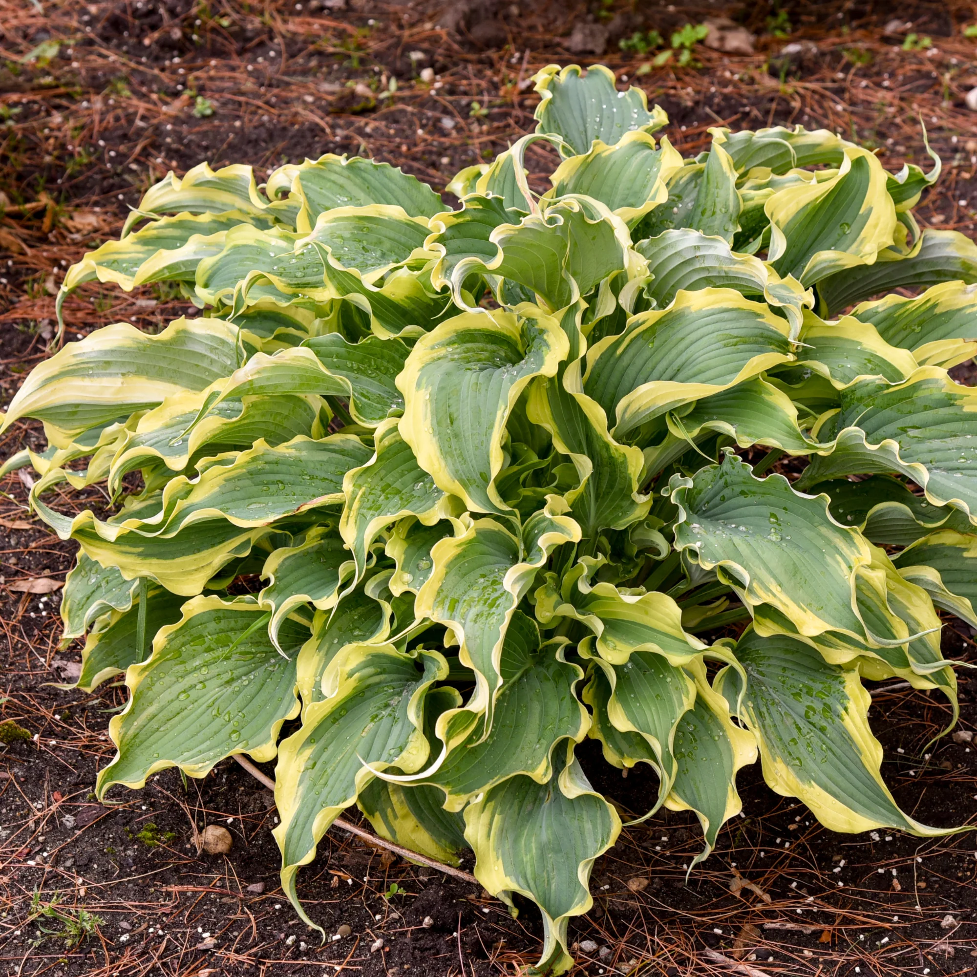 Shadowland® 'Voices in the Wind' Hosta - Image 5
