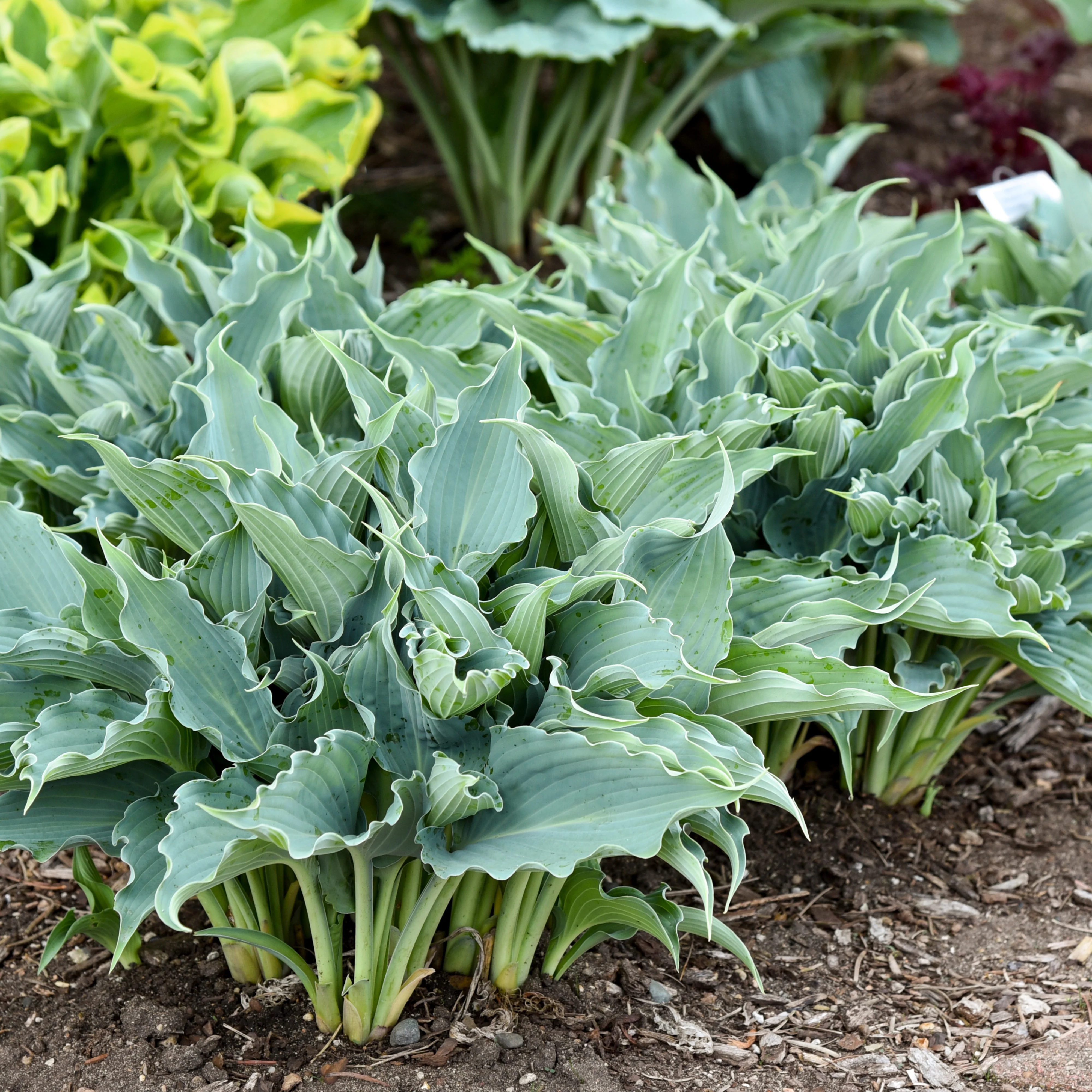 Shadowland® 'Waterslide' Hosta - Image 10