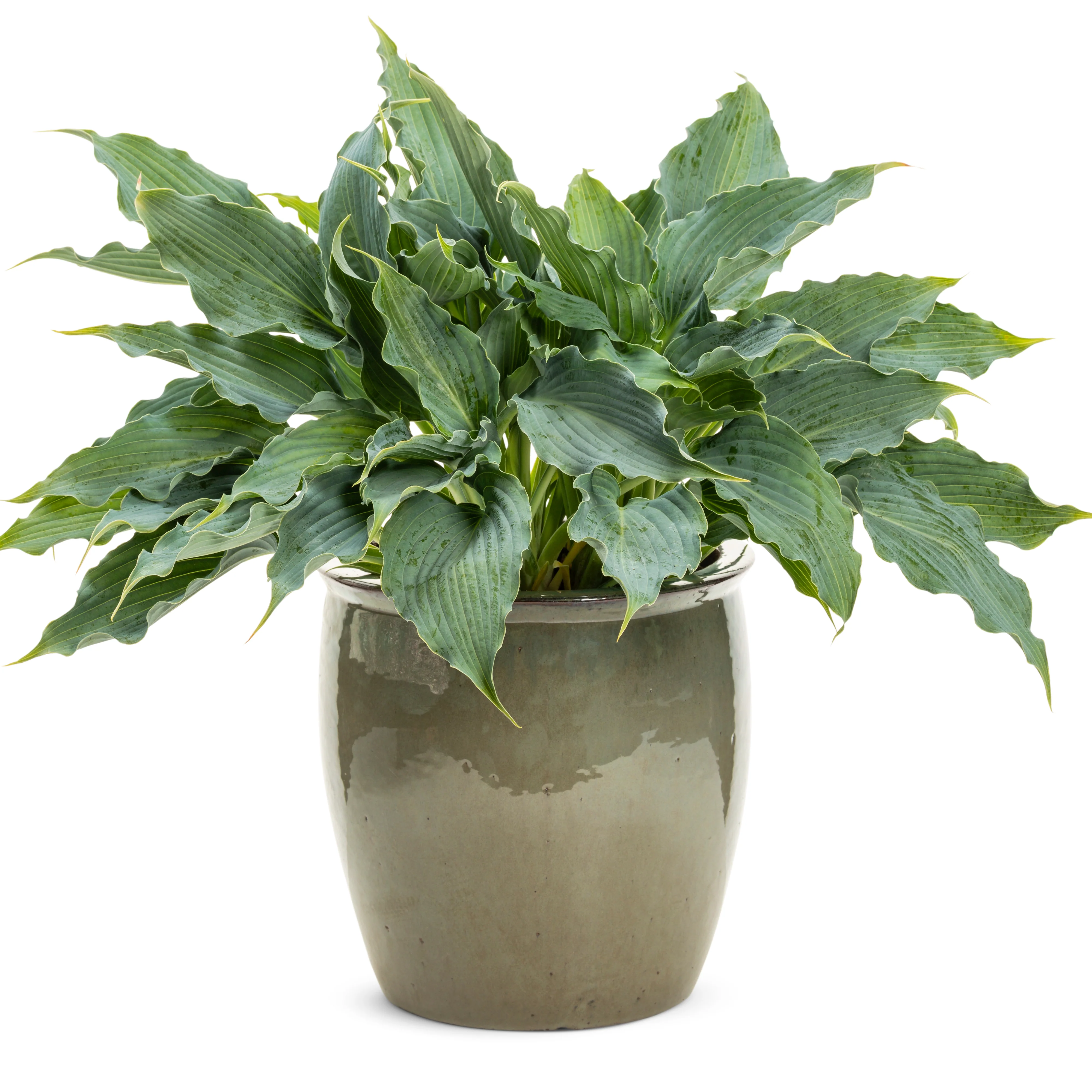 Shadowland® 'Waterslide' Hosta - Image 11
