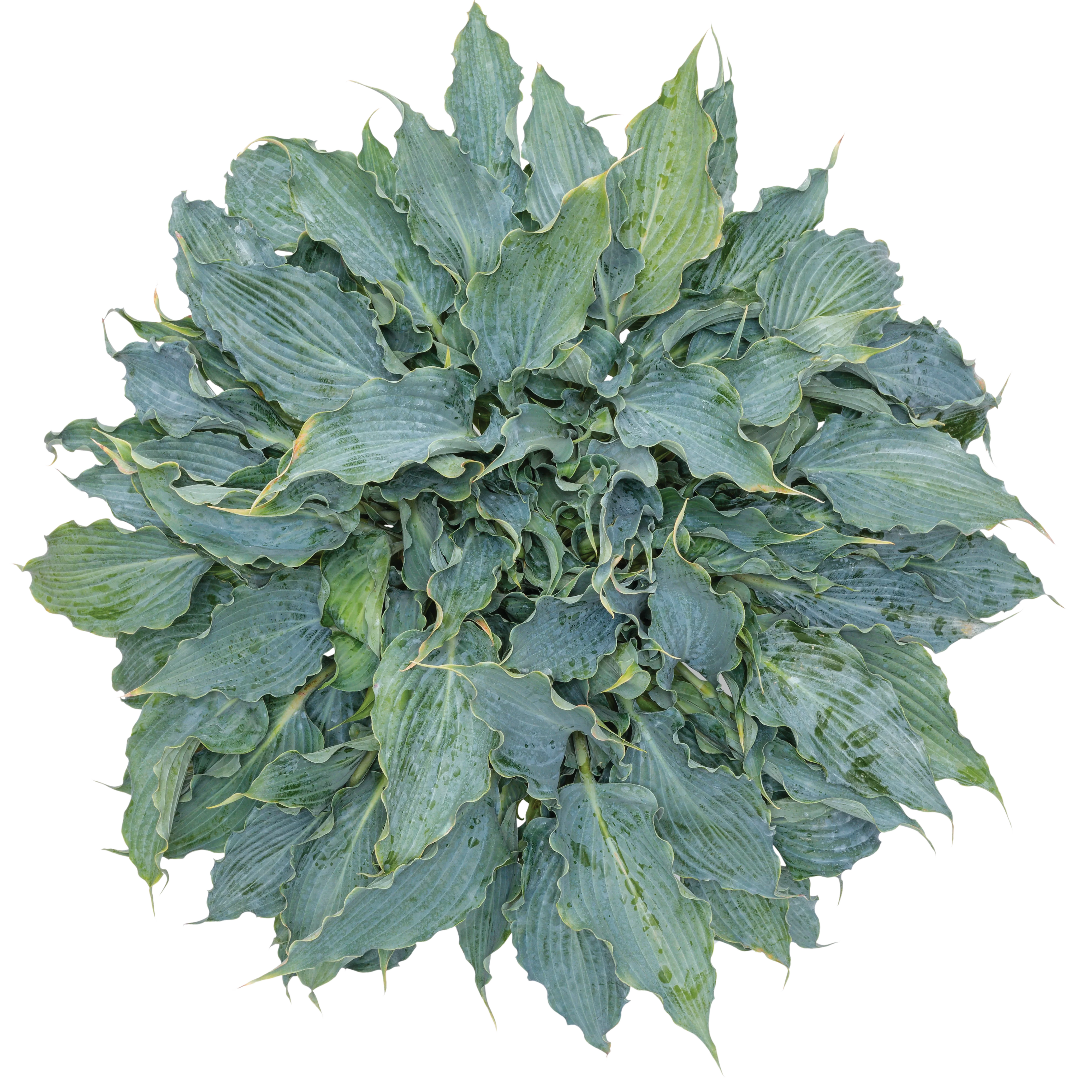 Shadowland® 'Waterslide' Hosta - Image 12