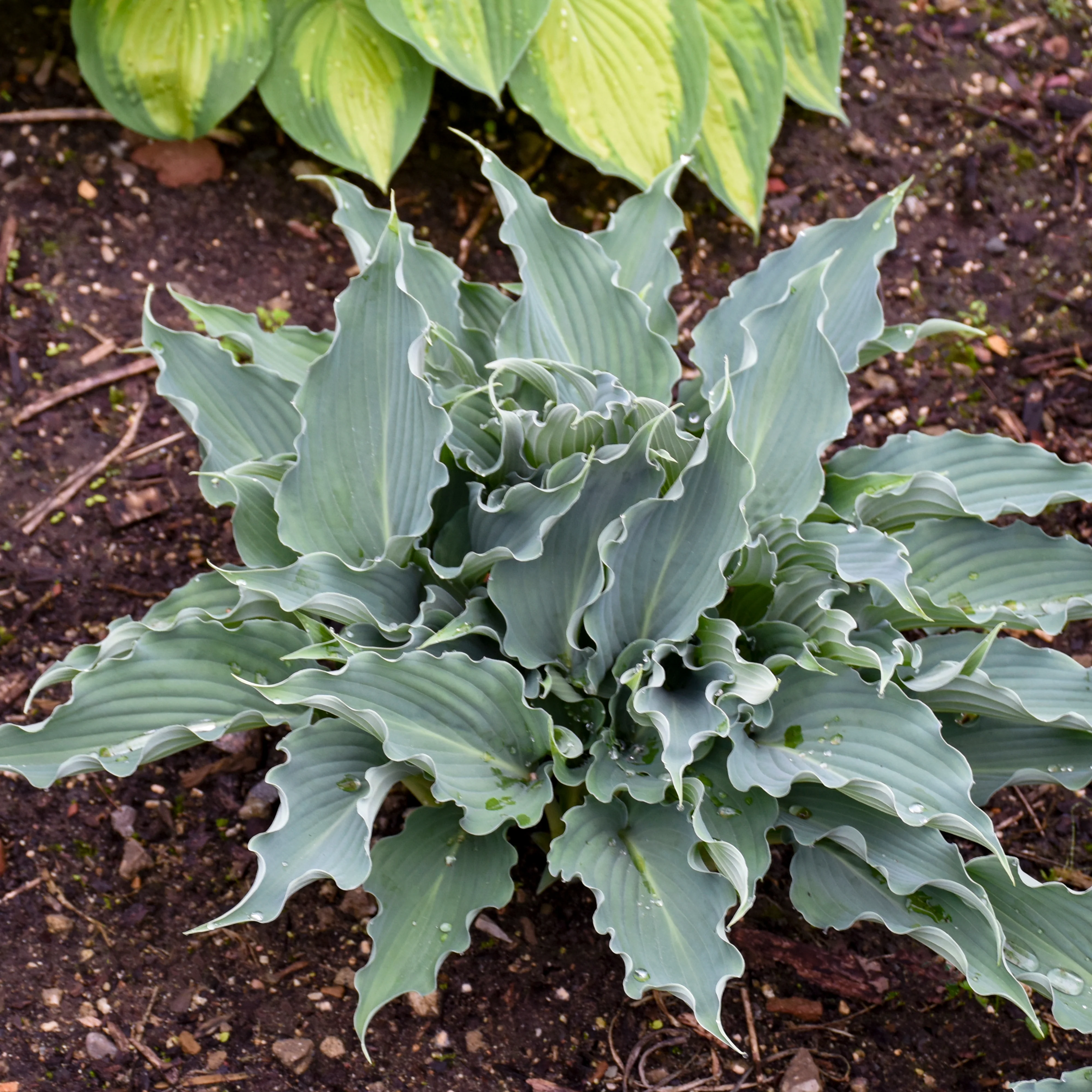Shadowland® 'Waterslide' Hosta - Image 6