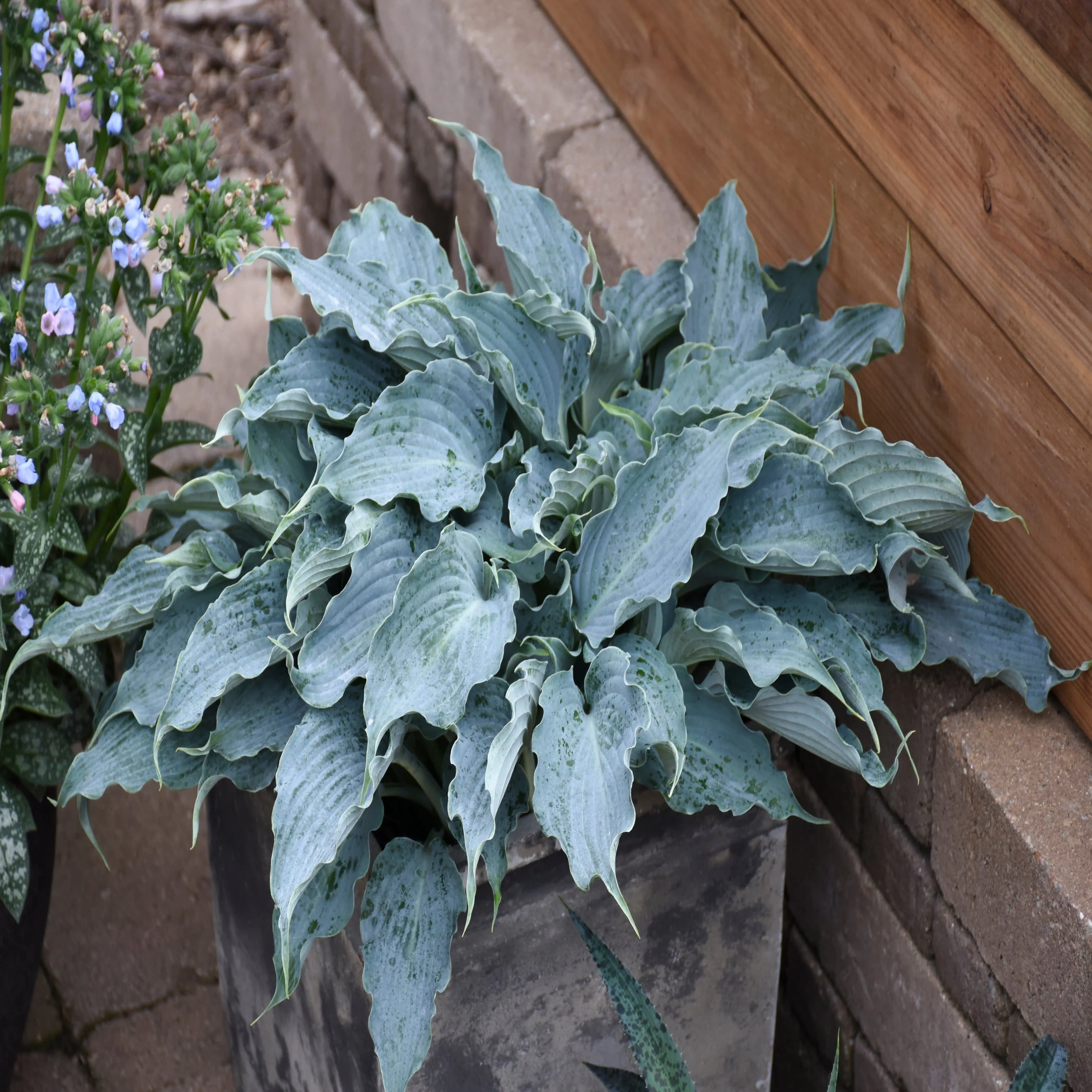 Shadowland® 'Waterslide' Hosta - Image 8