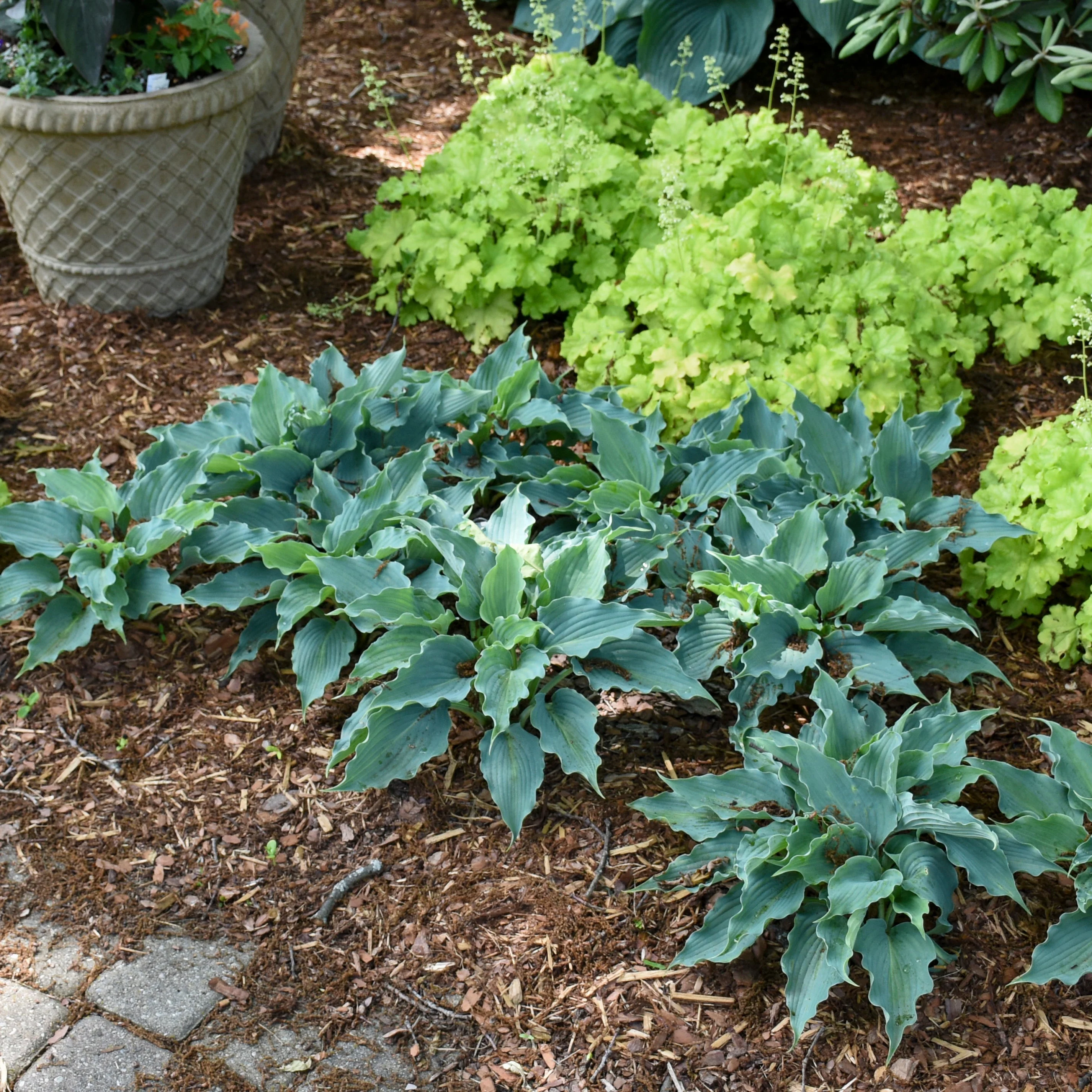 Shadowland® 'Waterslide' Hosta - Image 9