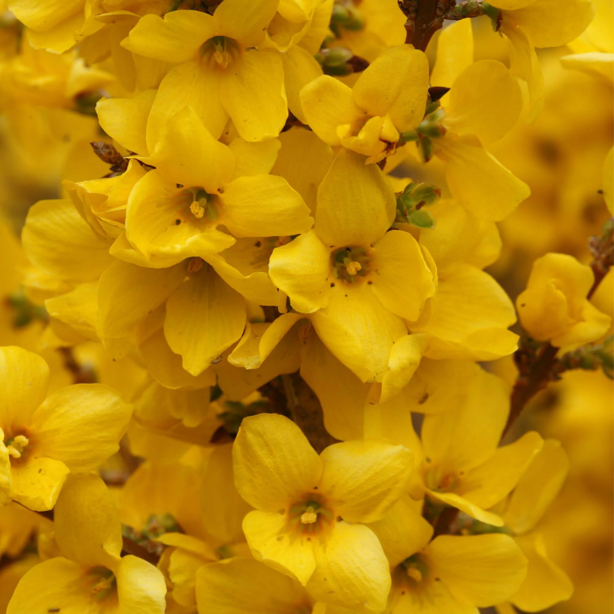 Show Off® Forsythia (Forsythia x intermedia) - Image 3