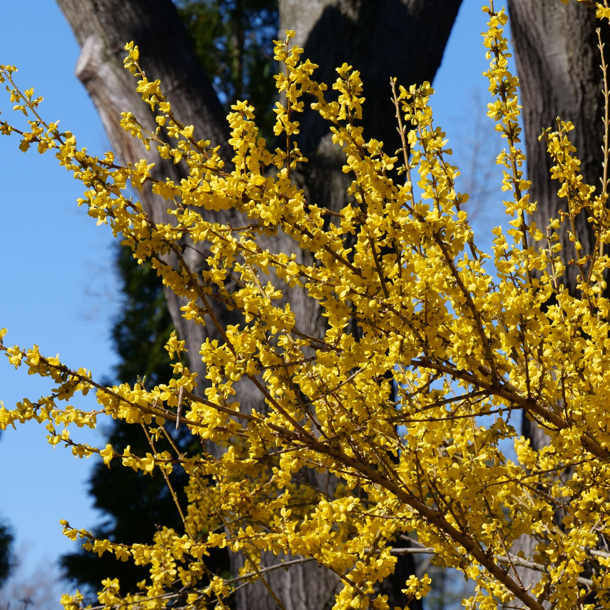 Show Off® Forsythia (Forsythia x intermedia) - Image 5