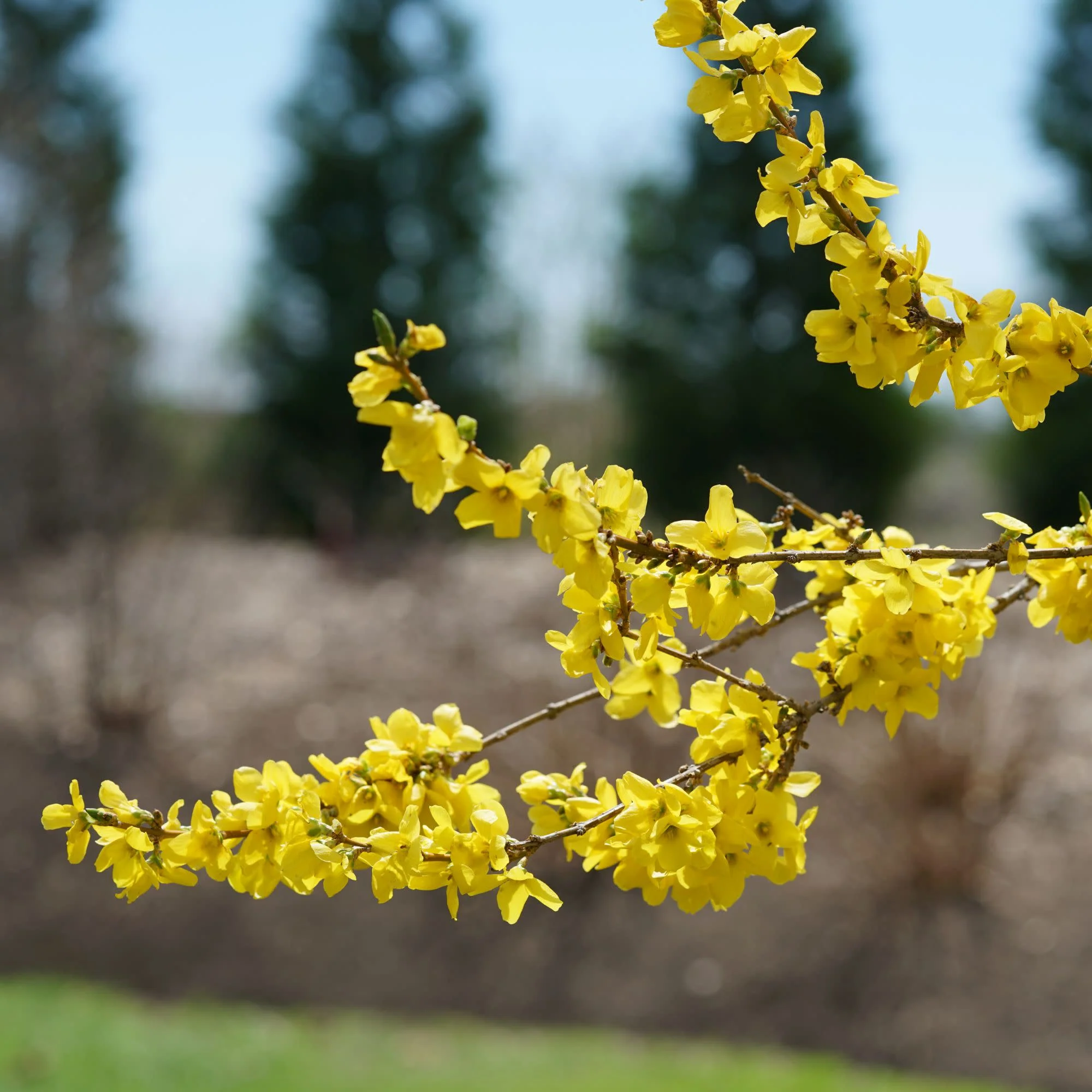 Show Off® Forsythia (Forsythia x intermedia) - Image 6