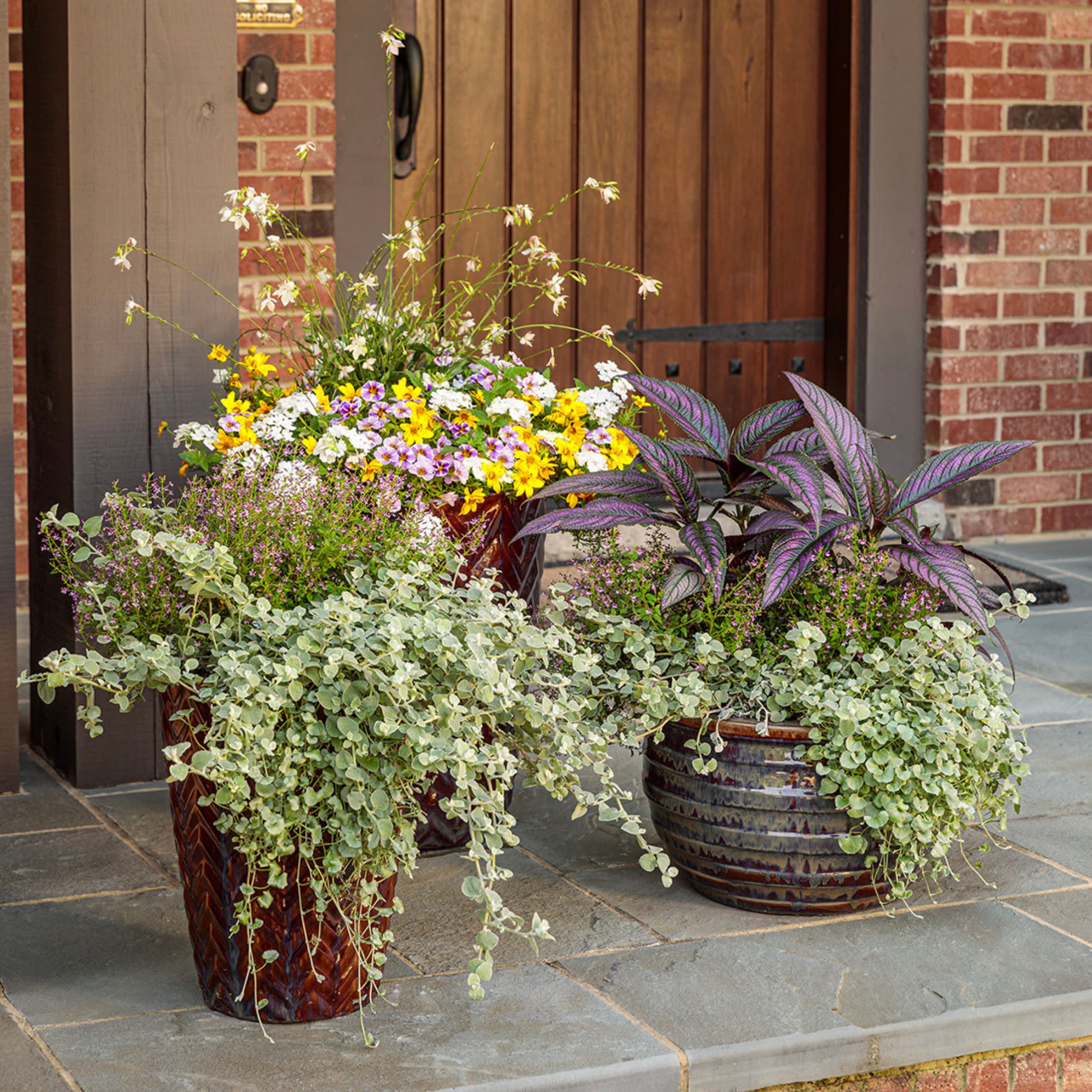 Silver Falls™ Silver Ponysfoot (Dichondra argentea) - Image 10