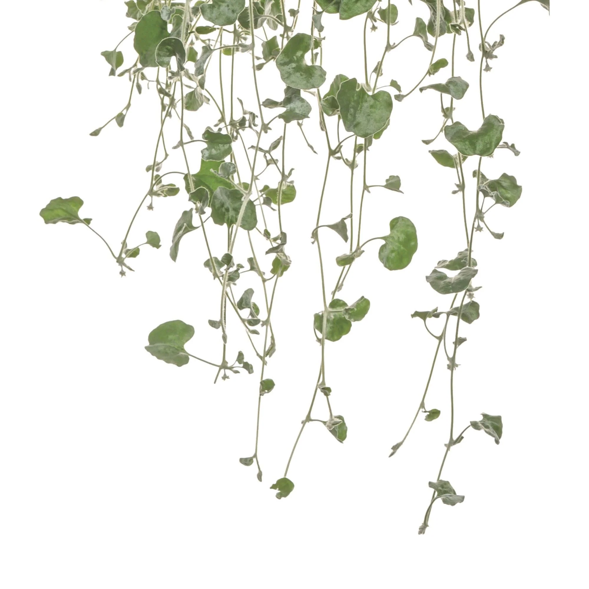 Silver Falls™ Silver Ponysfoot (Dichondra argentea) - Image 16