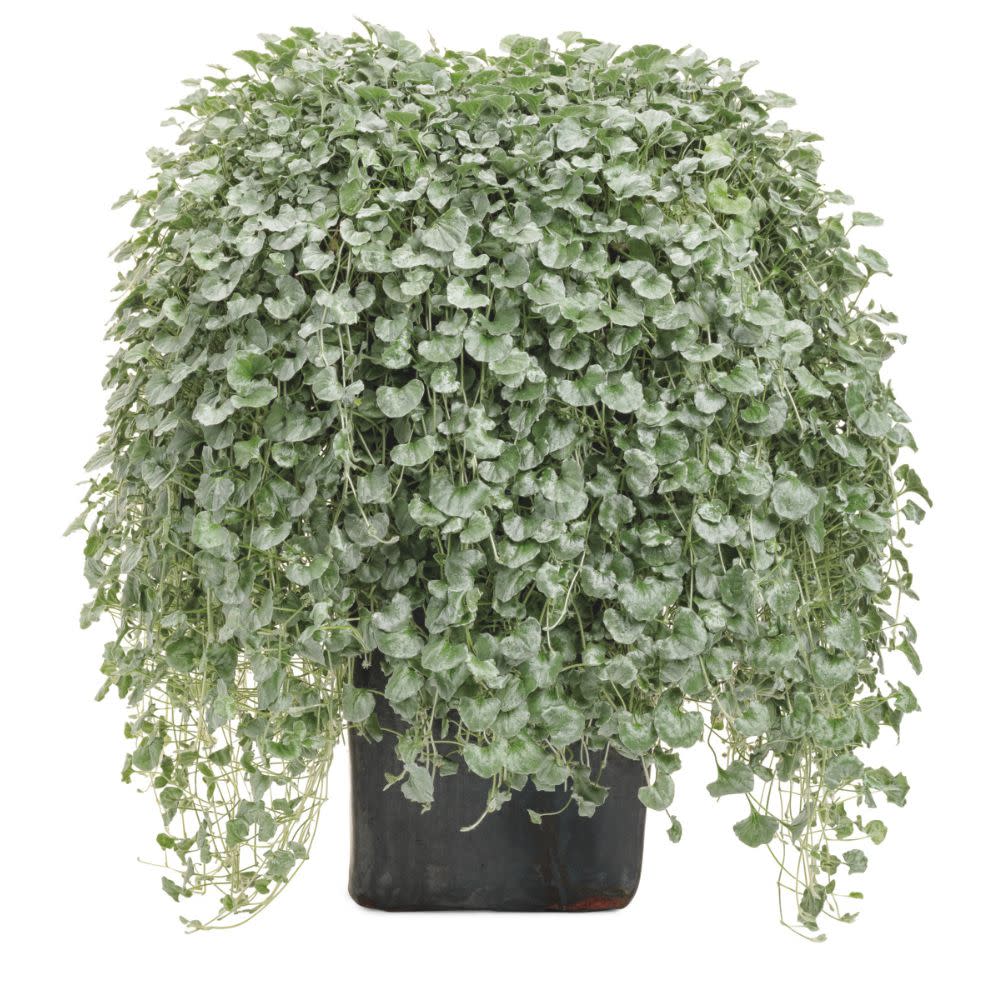 Silver Falls™ Silver Ponysfoot (Dichondra argentea) - Image 4