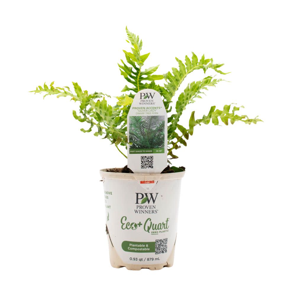 'Silver Lady' Dwarf Tree Fern (Blechnum gibbum) - Image 2