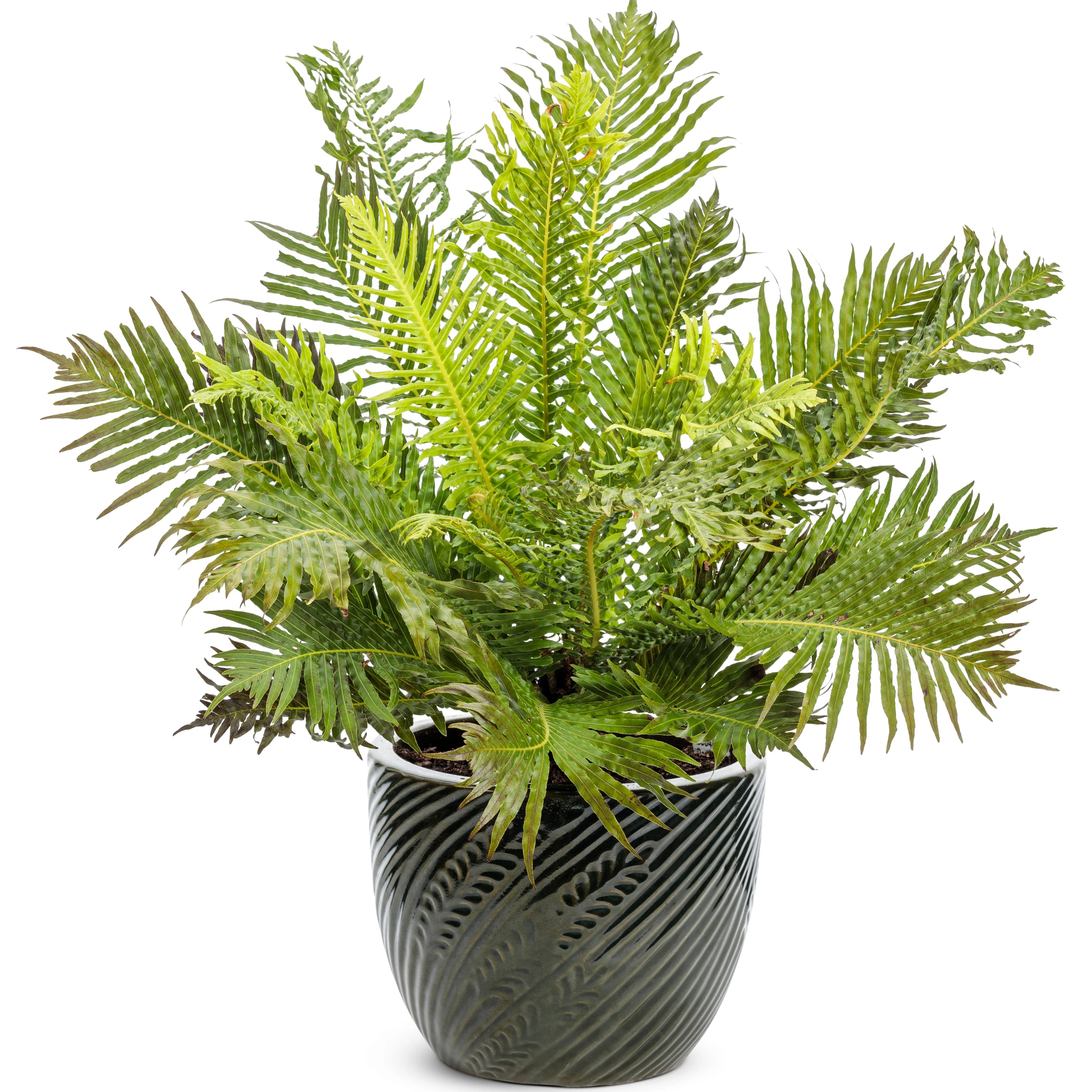 'Silver Lady' Dwarf Tree Fern (Blechnum gibbum) - Image 4