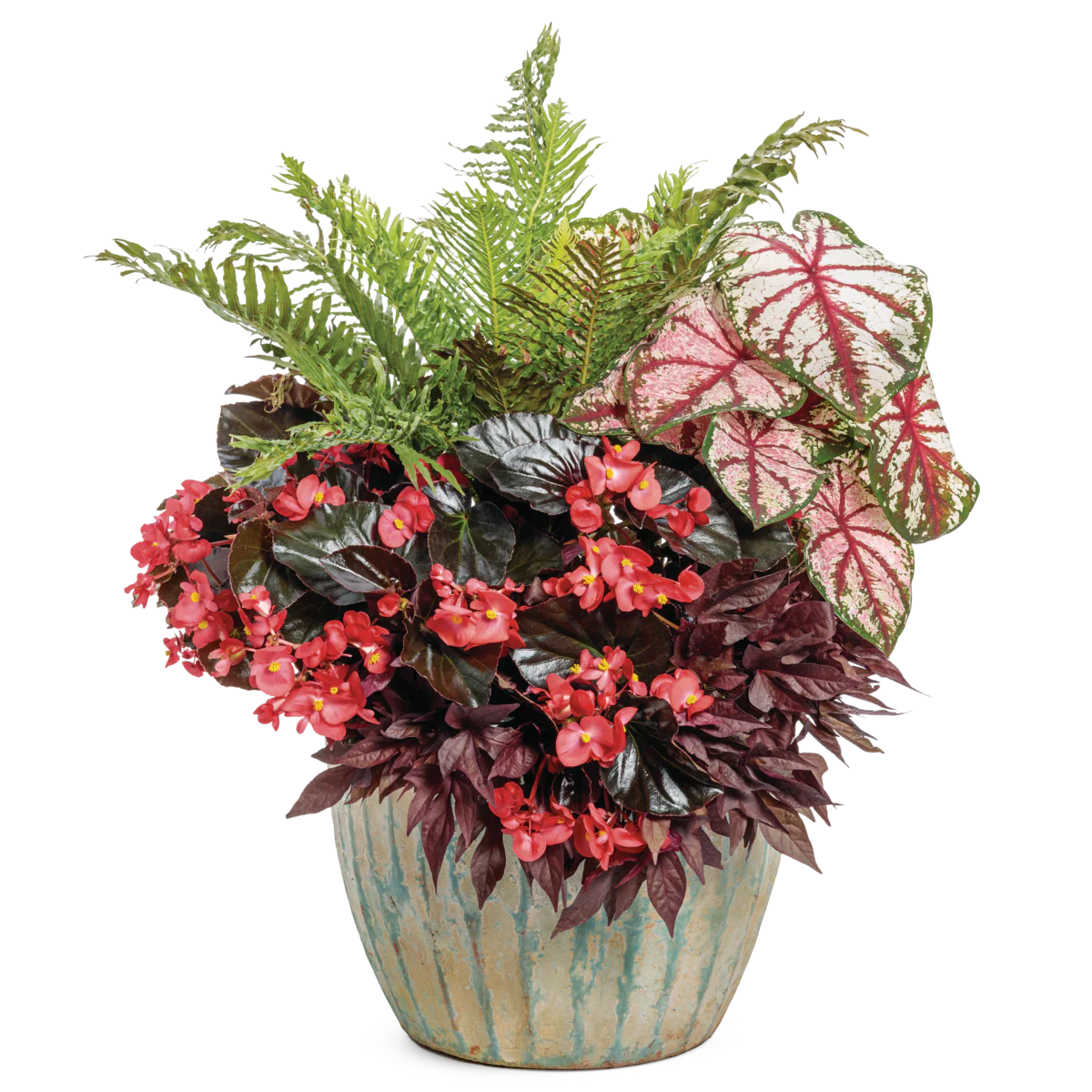 'Silver Lady' Dwarf Tree Fern (Blechnum gibbum) - Image 5