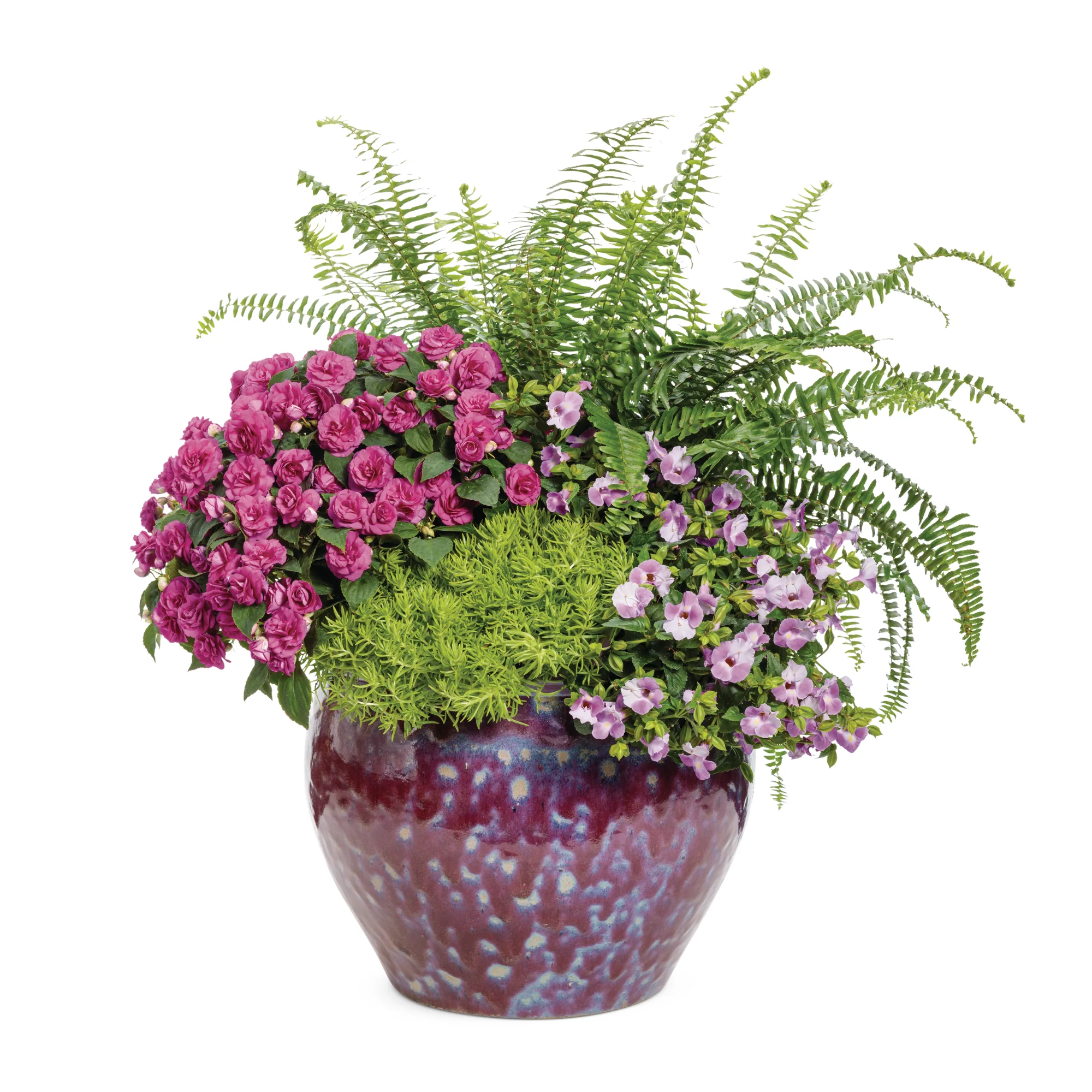 'Silver Lady' Dwarf Tree Fern (Blechnum gibbum) - Image 6