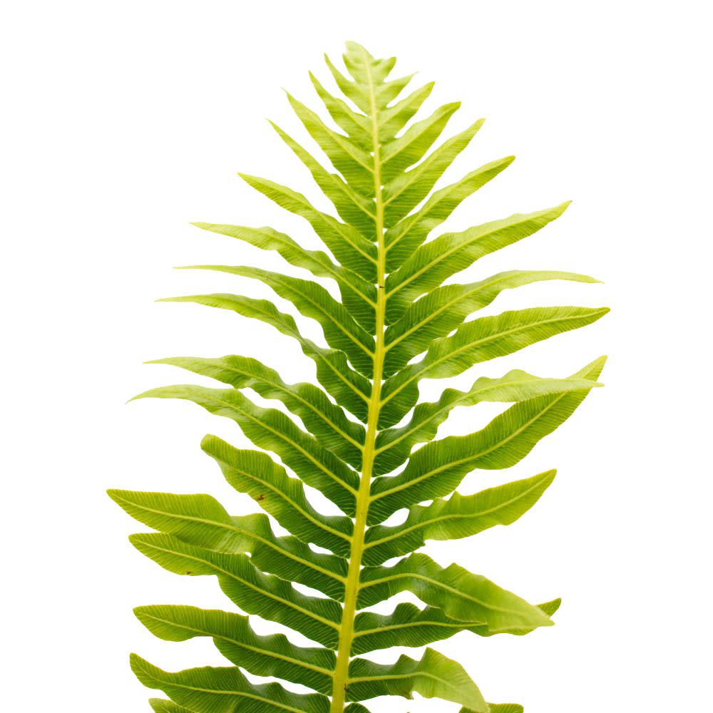'Silver Lady' Dwarf Tree Fern (Blechnum gibbum) - Image 7