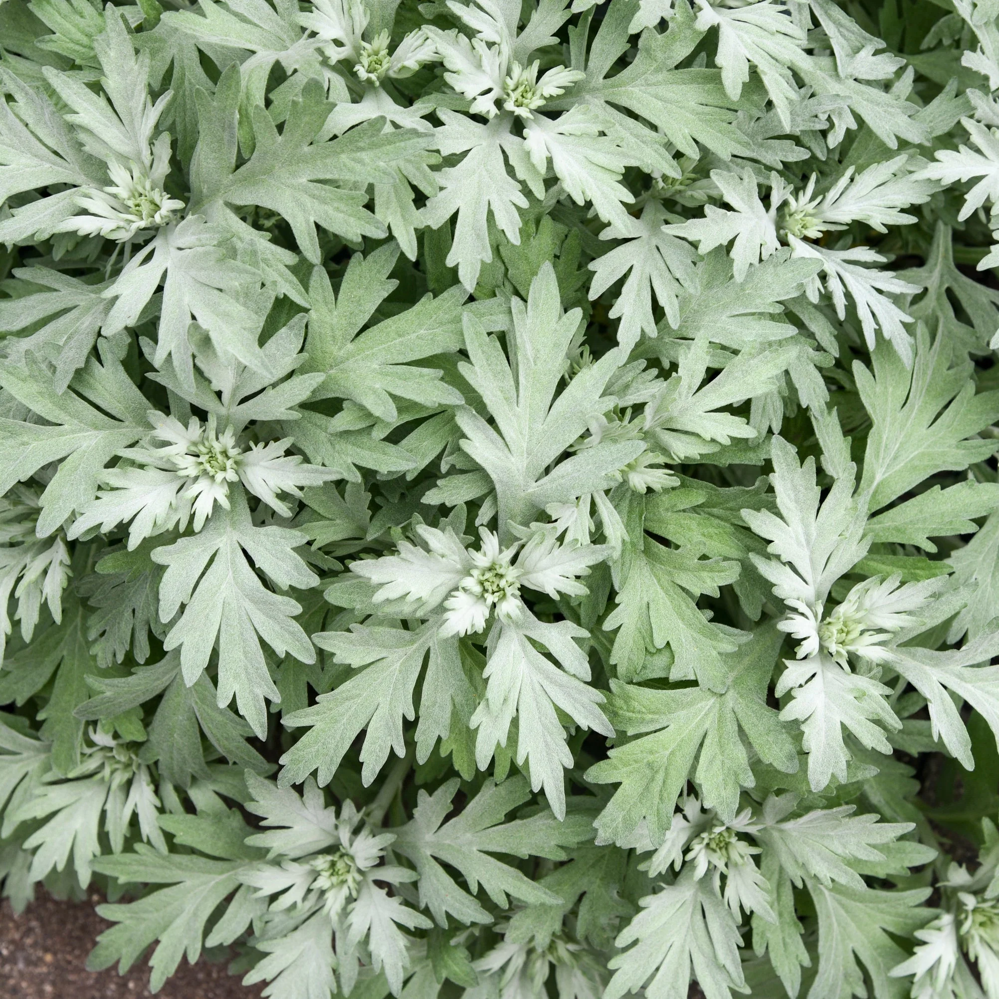'Silver Lining' White Sagebrush (Artemisia hybrid)