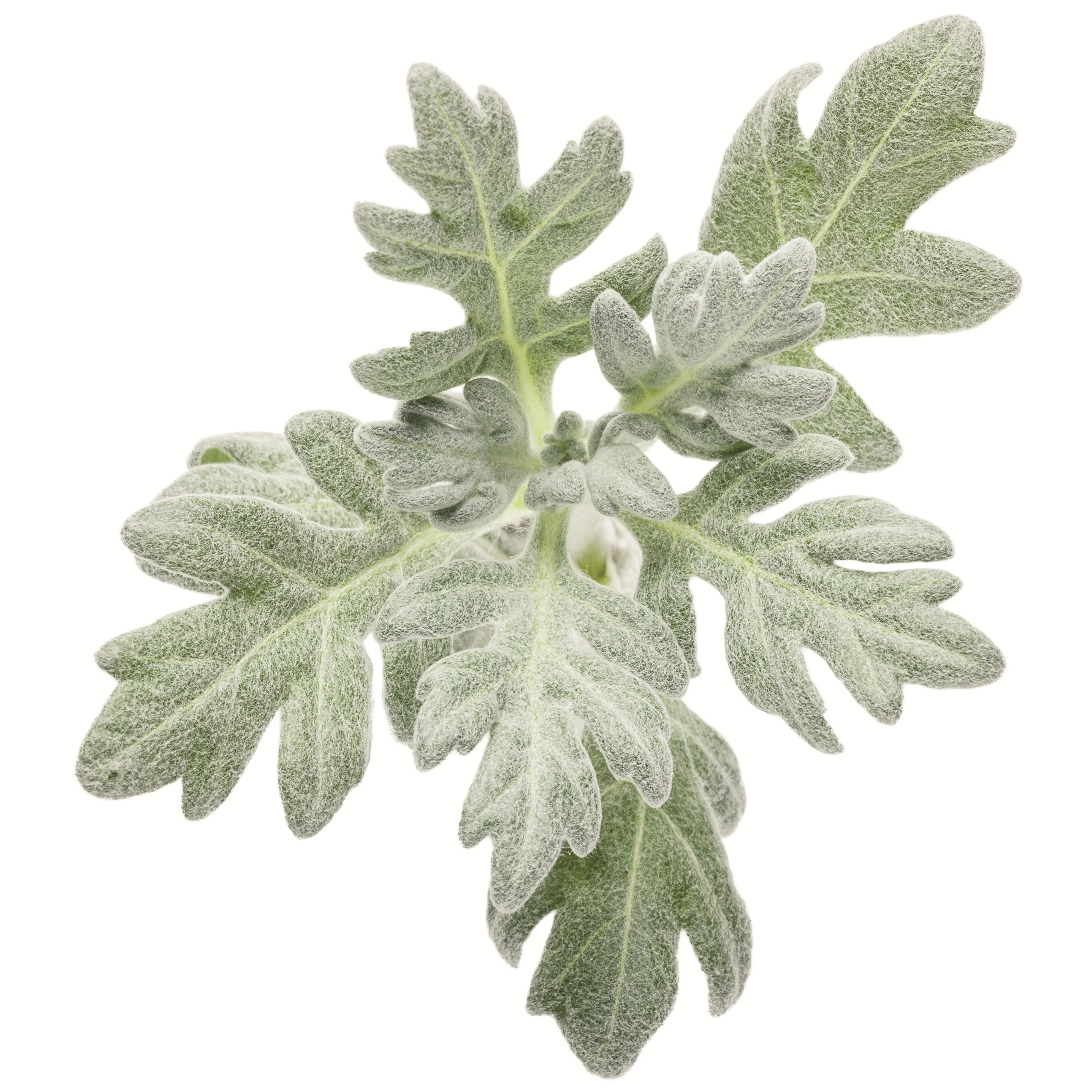 'Silver Lining' White Sagebrush (Artemisia hybrid) - Image 10