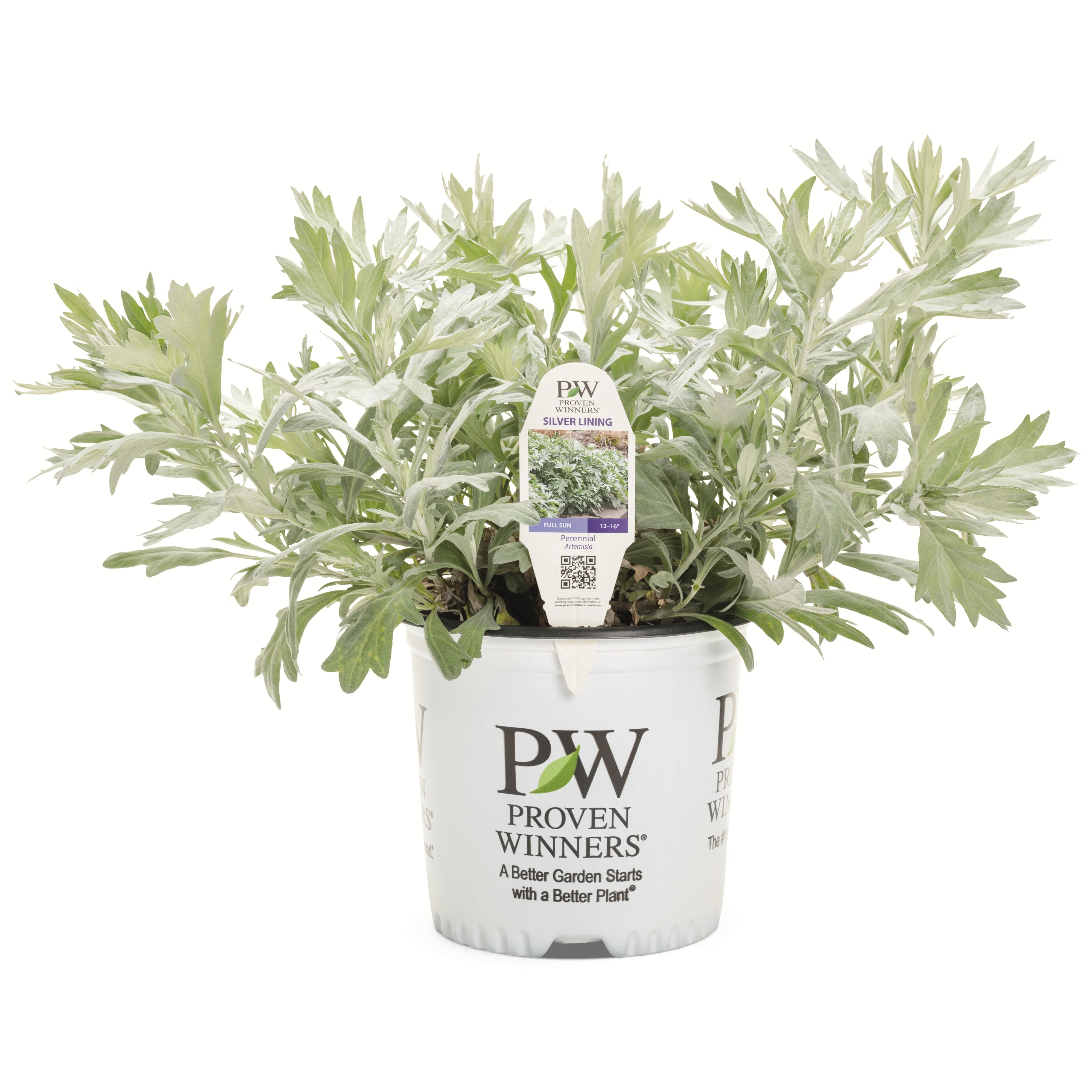 'Silver Lining' White Sagebrush (Artemisia hybrid) - Image 2