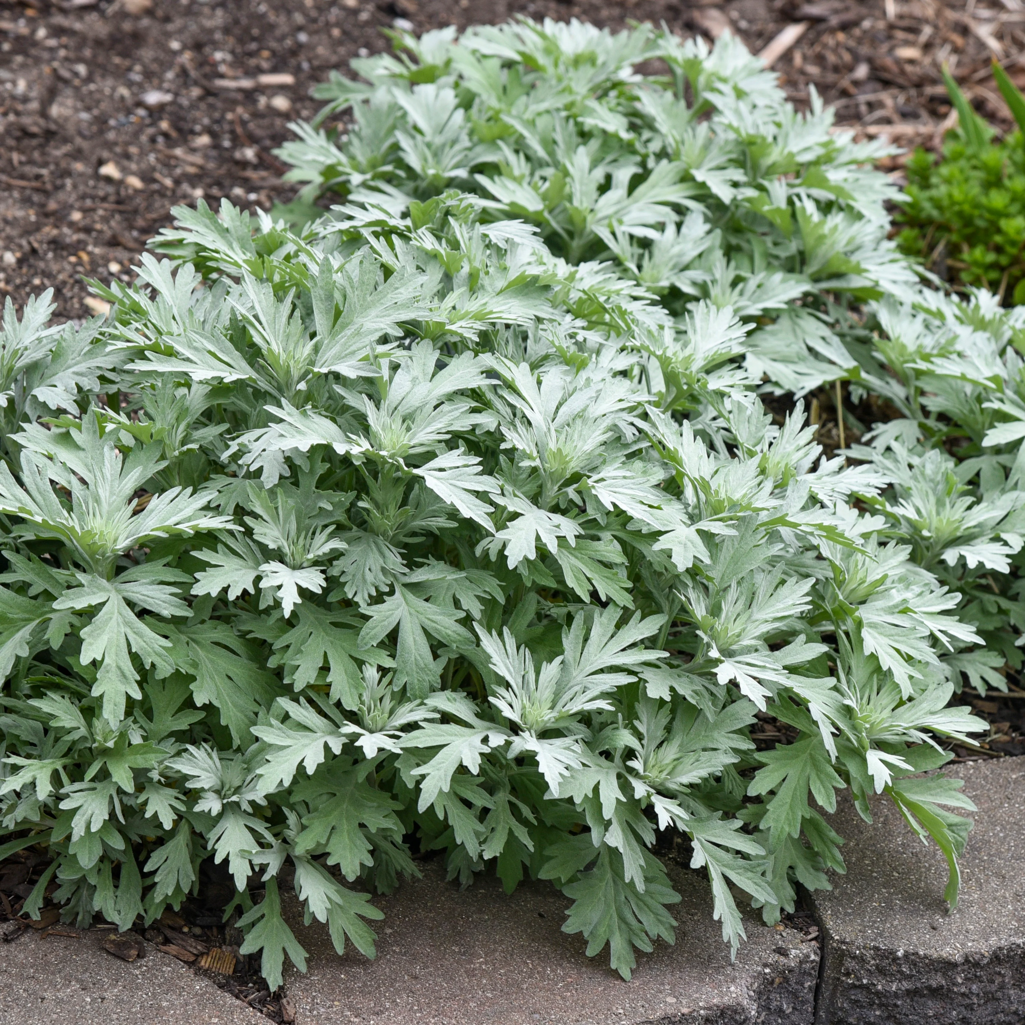 'Silver Lining' White Sagebrush (Artemisia hybrid) - Image 4