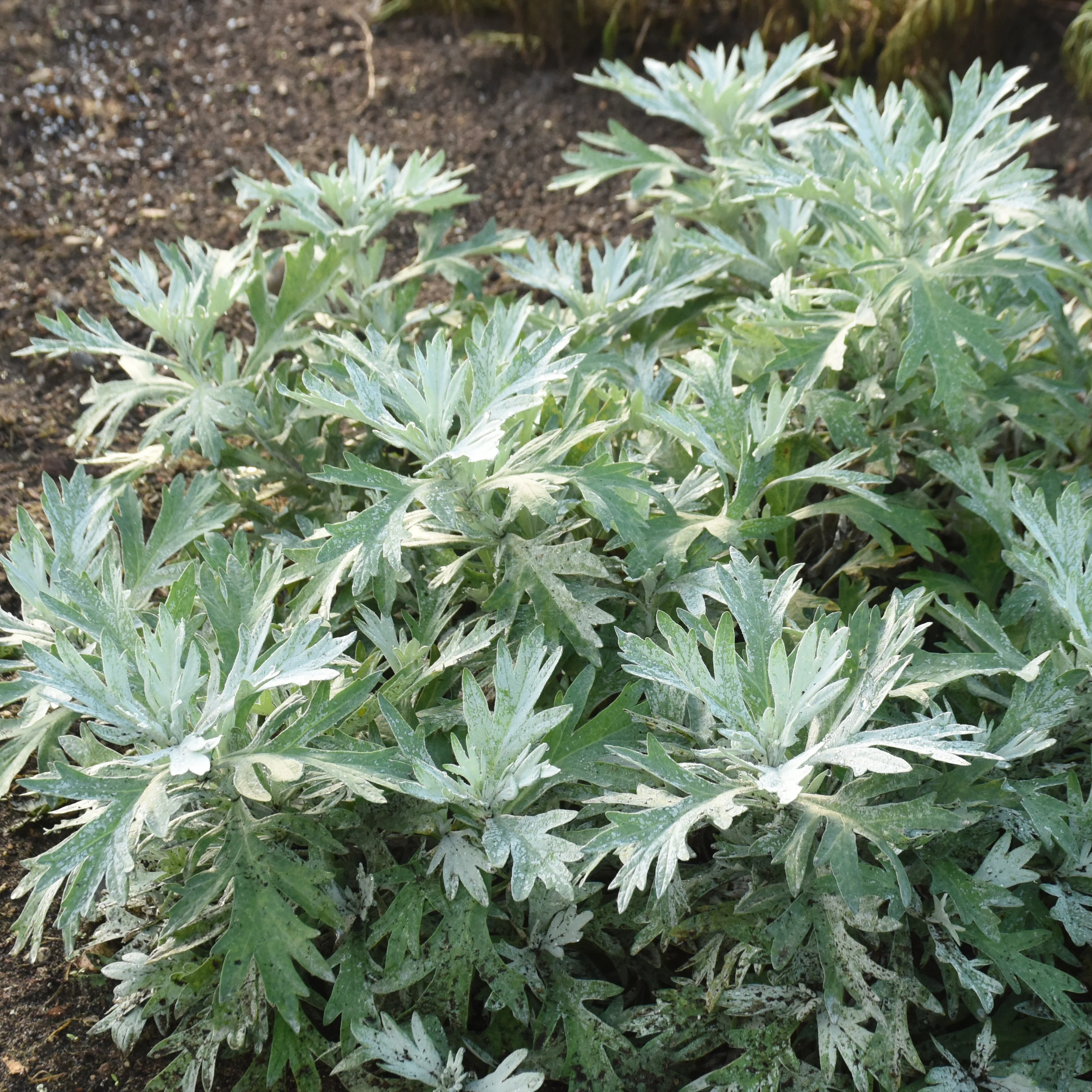 'Silver Lining' White Sagebrush (Artemisia hybrid) - Image 5