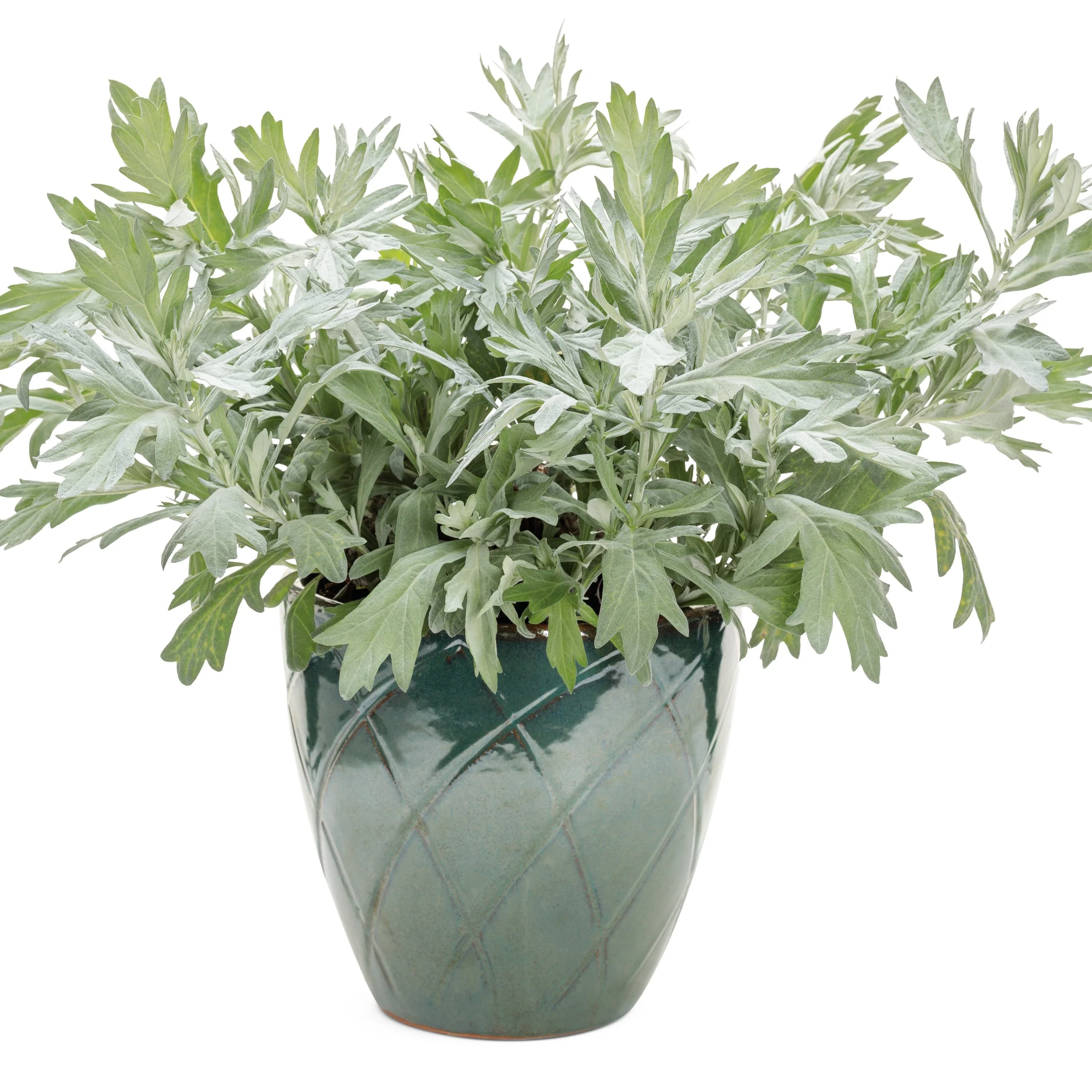 'Silver Lining' White Sagebrush (Artemisia hybrid) - Image 6