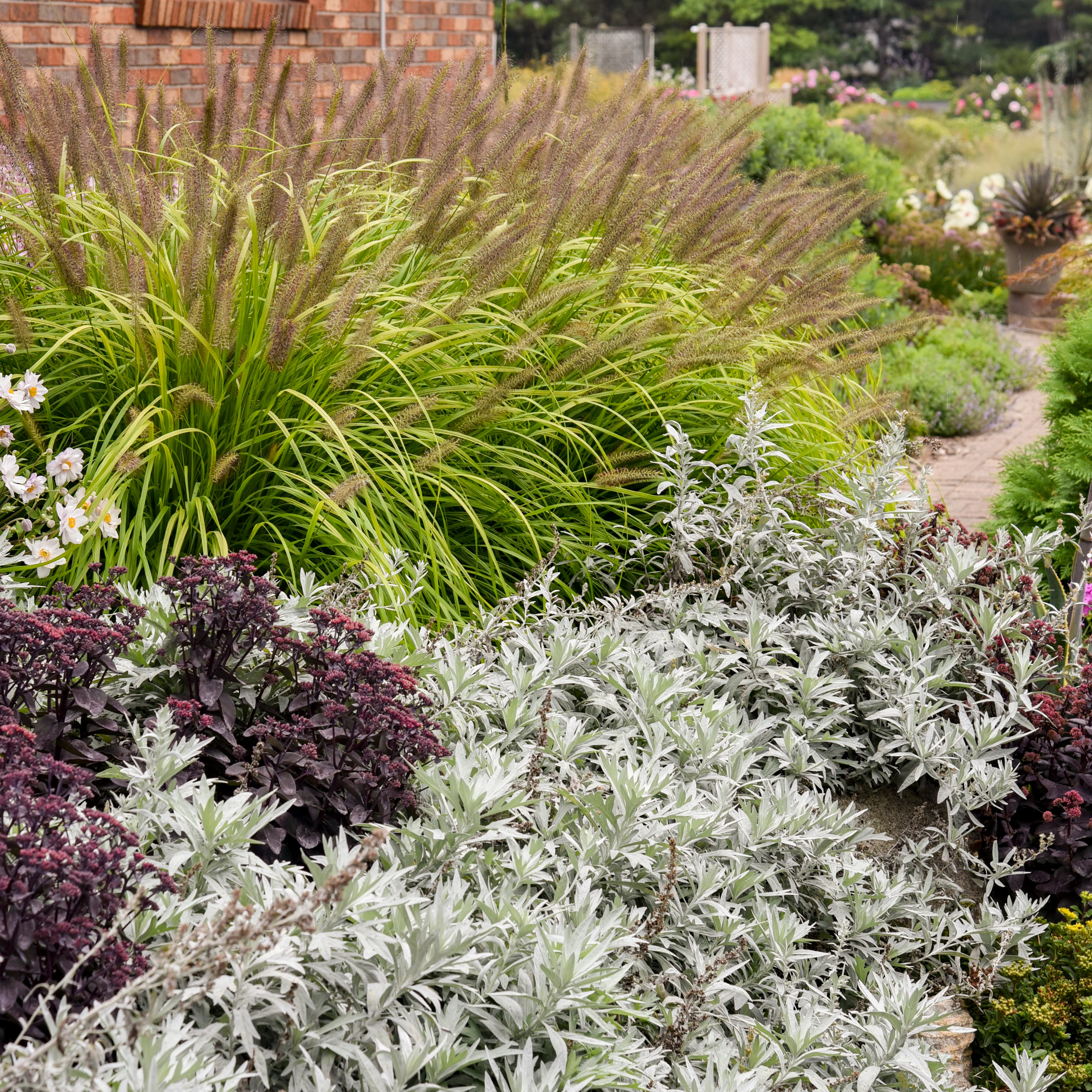 'Silver Lining' White Sagebrush (Artemisia hybrid) - Image 7