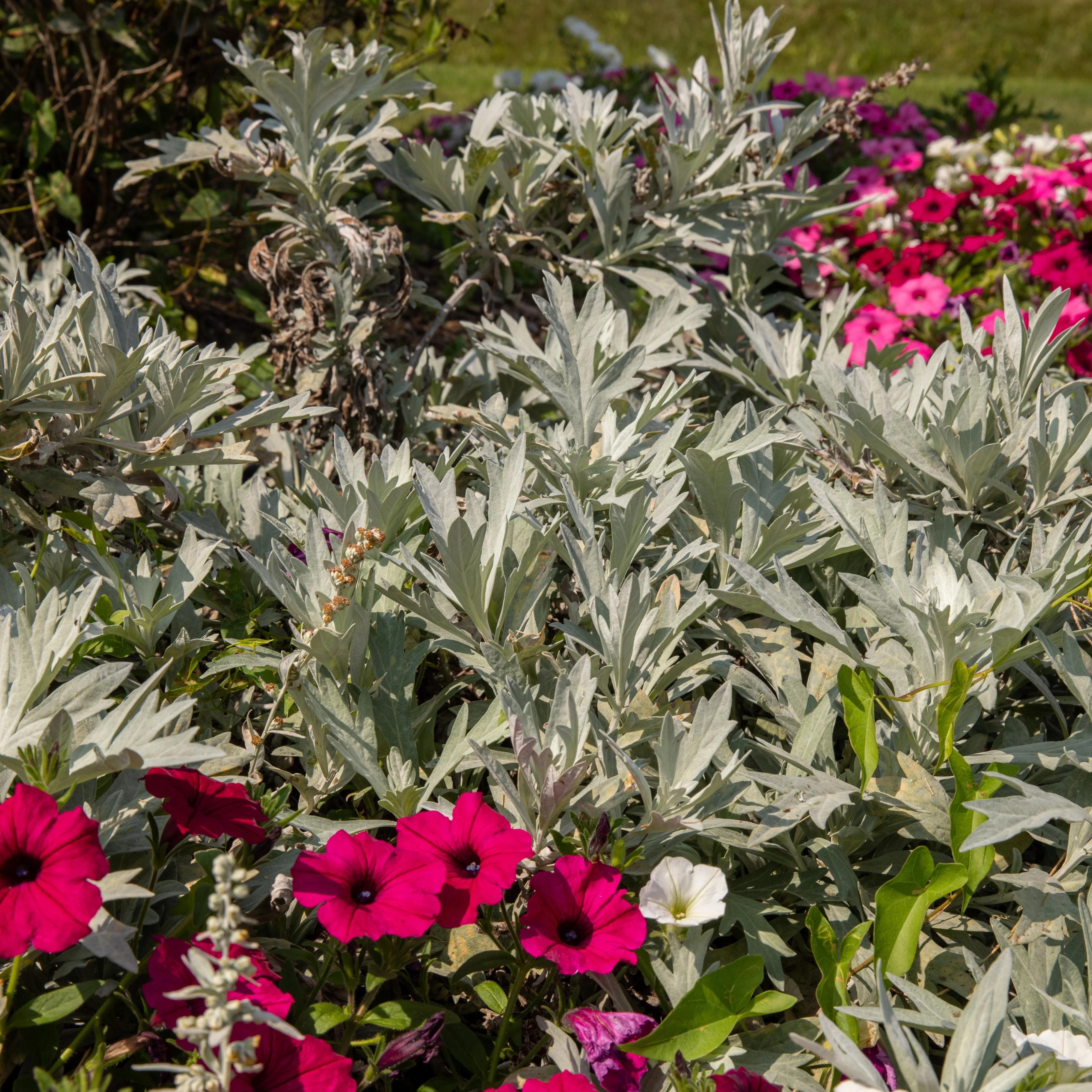 'Silver Lining' White Sagebrush (Artemisia hybrid) - Image 8