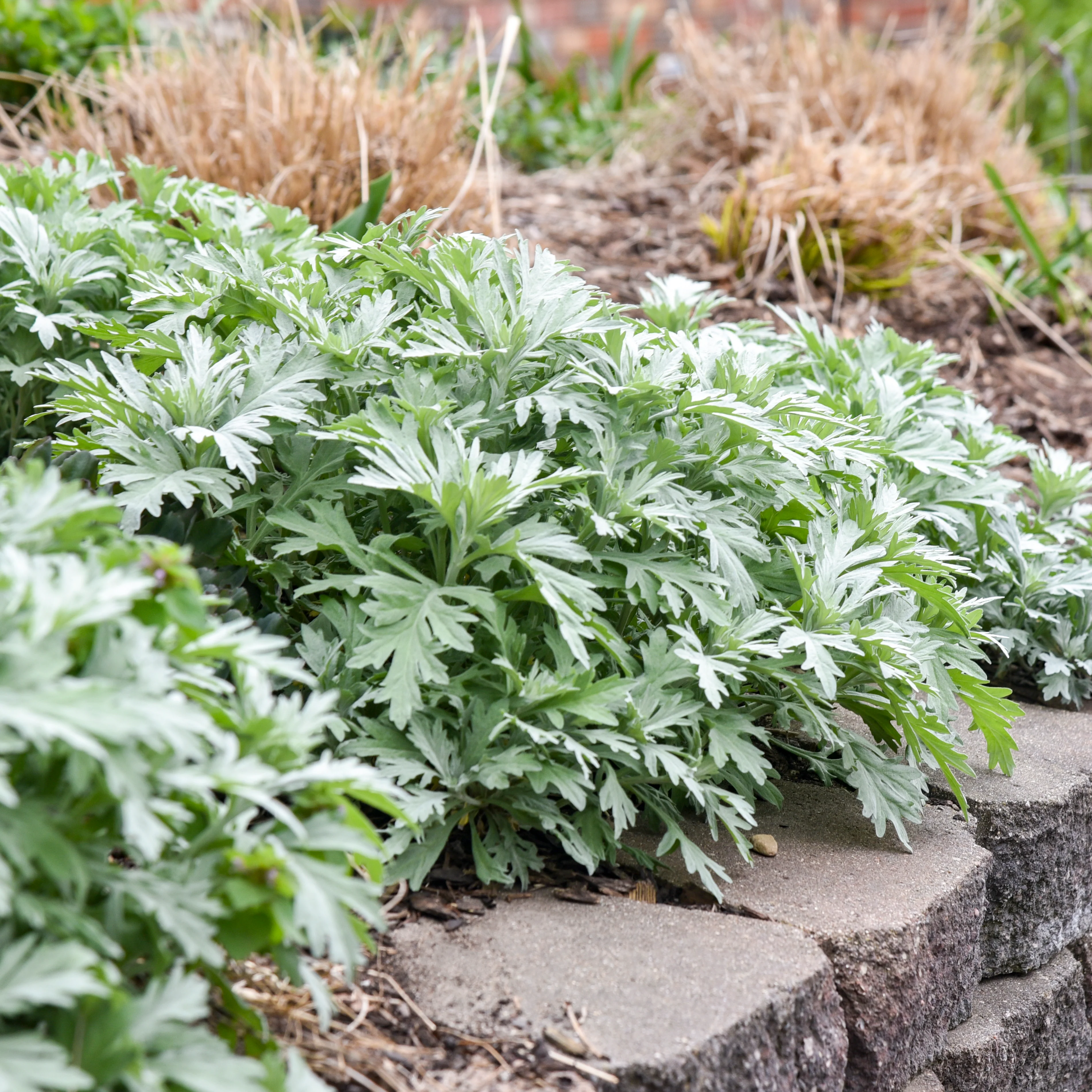 'Silver Lining' White Sagebrush (Artemisia hybrid) - Image 9