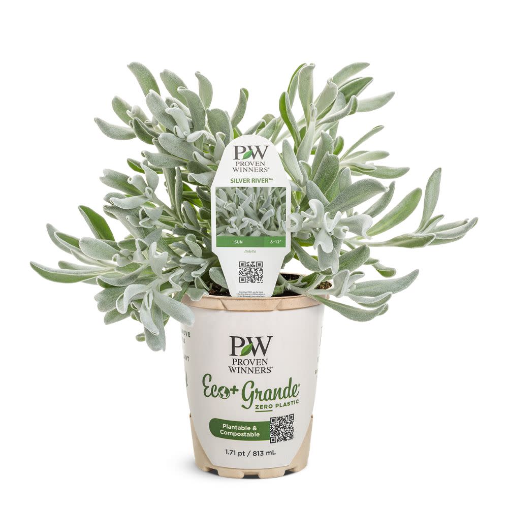 Silver River™ Didelta | Proven Winners® New Variety 2026 - Image 2