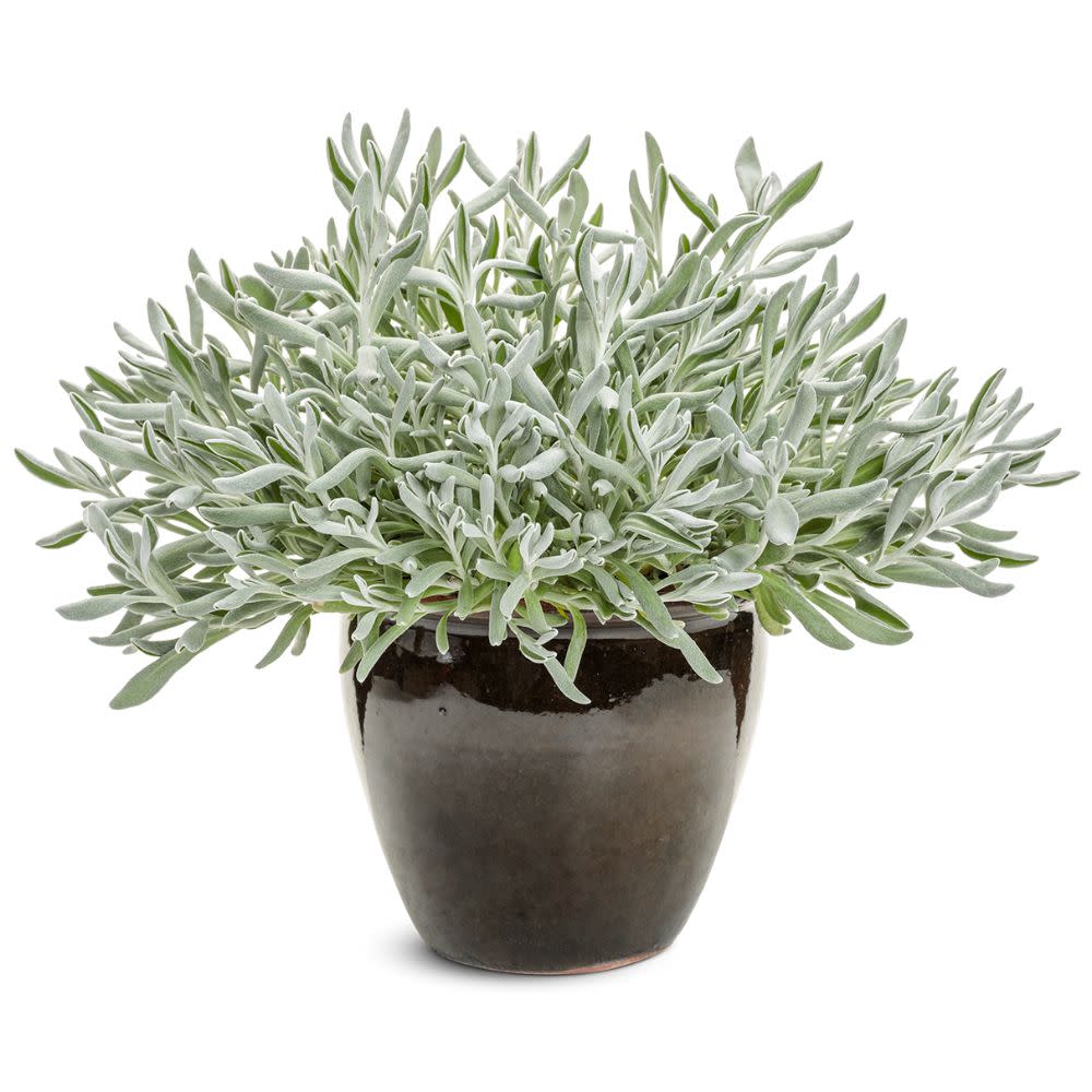 Silver River™ Didelta | Proven Winners® New Variety 2026 - Image 4