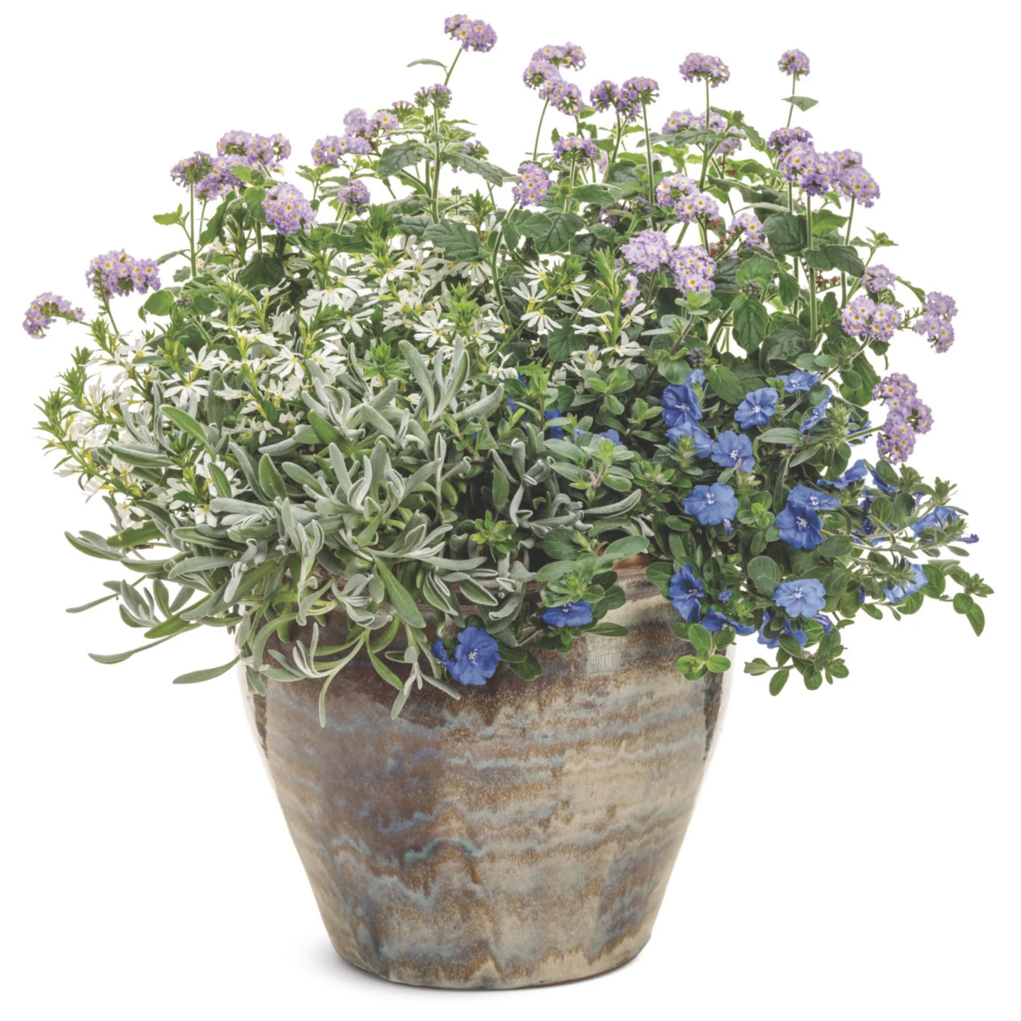 Silver River™ Didelta | Proven Winners® New Variety 2026 - Image 5