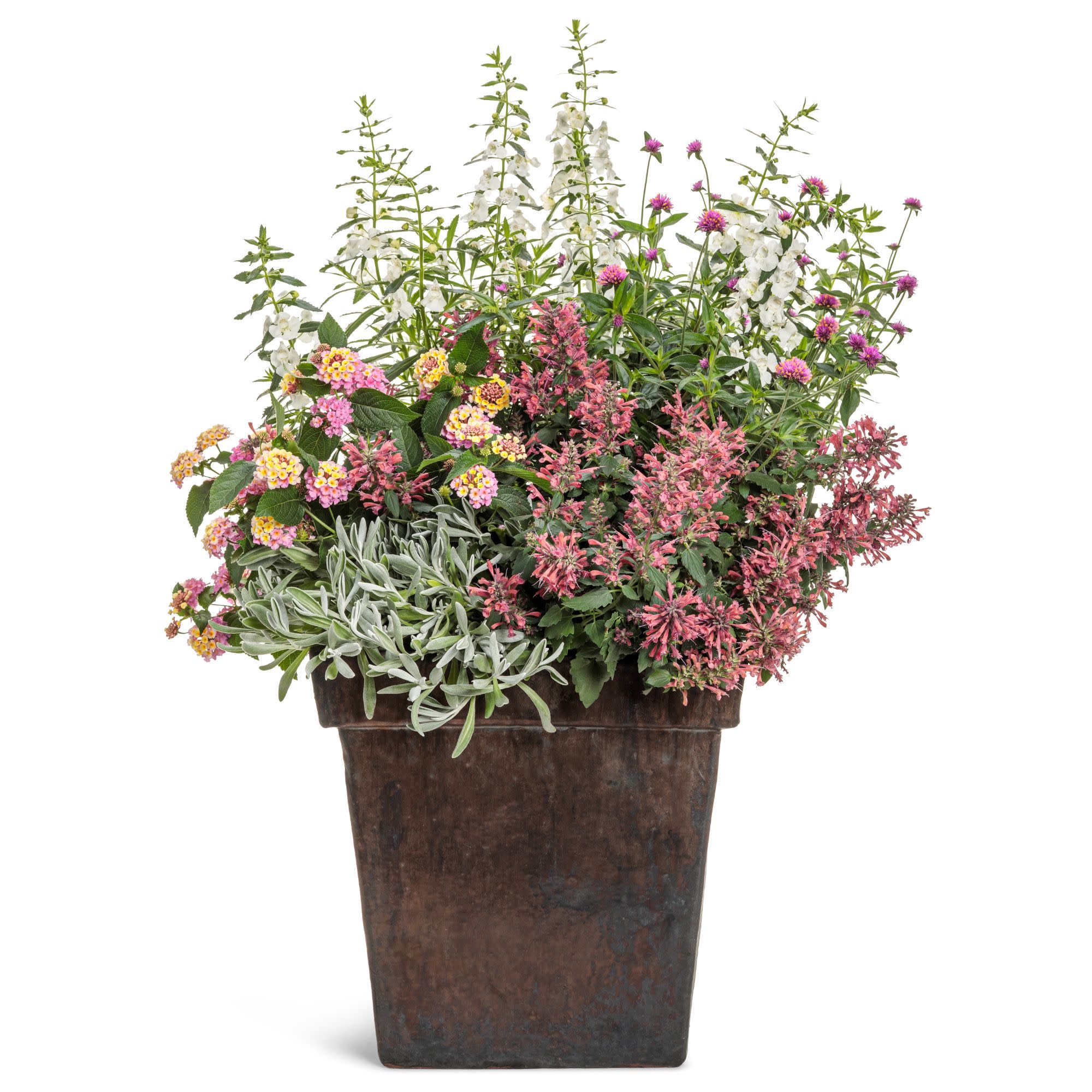 Silver River™ Didelta | Proven Winners® New Variety 2026 - Image 6