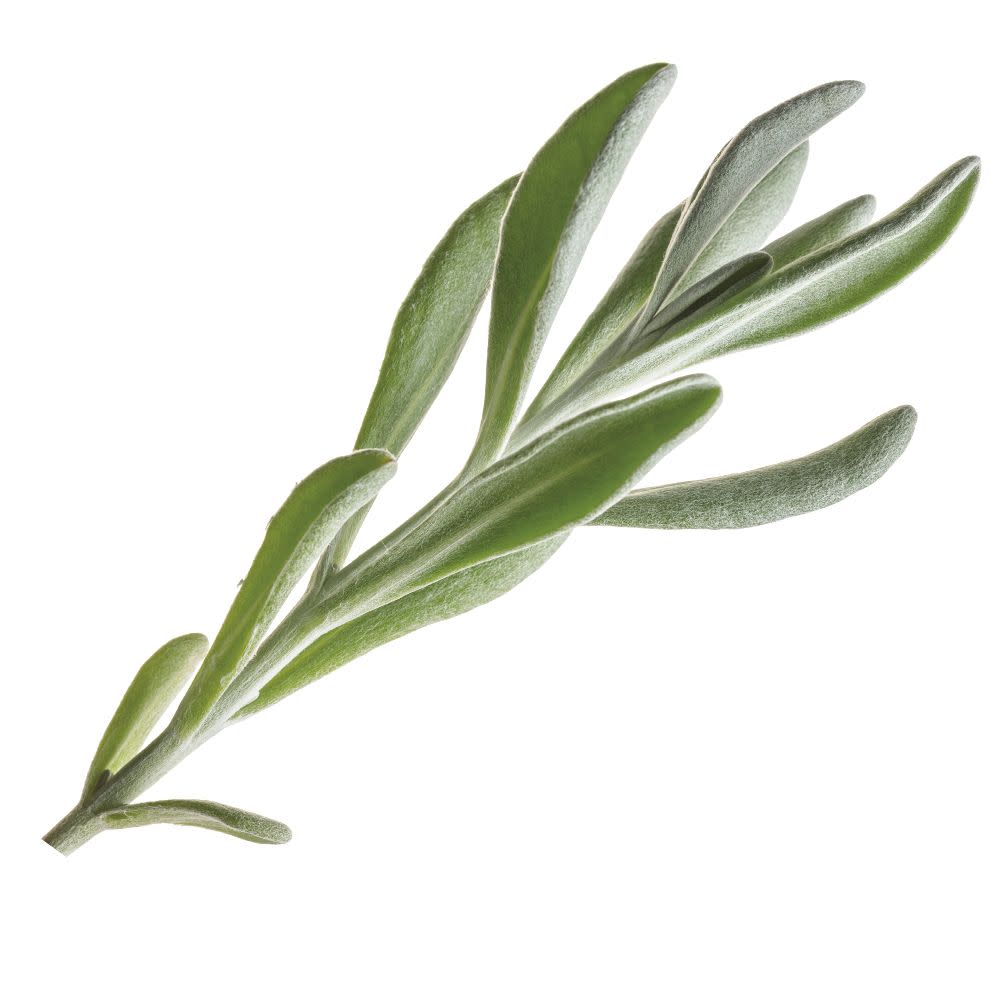 Silver River™ Didelta | Proven Winners® New Variety 2026 - Image 7