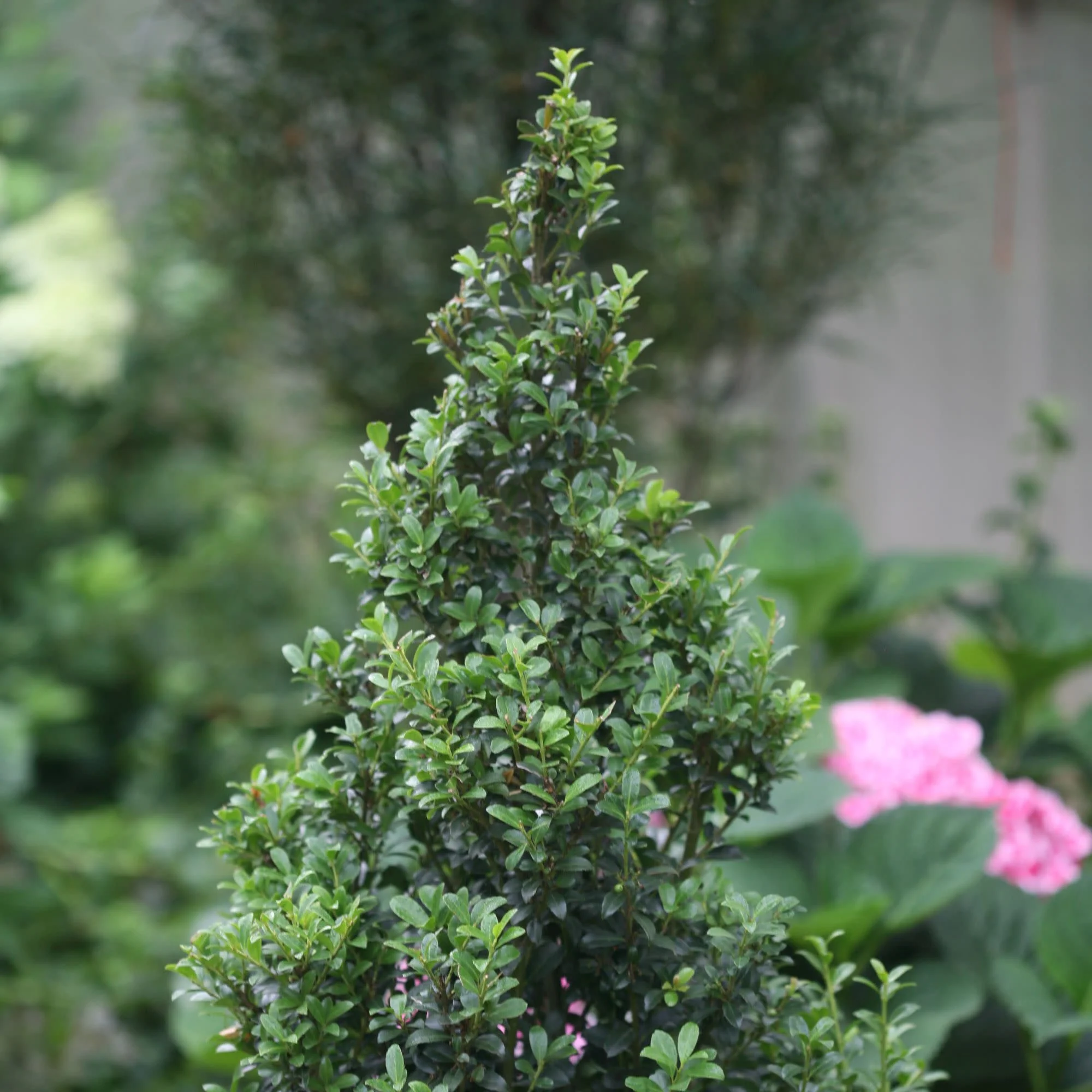 Sky Box® Japanese Holly (Ilex crenata)