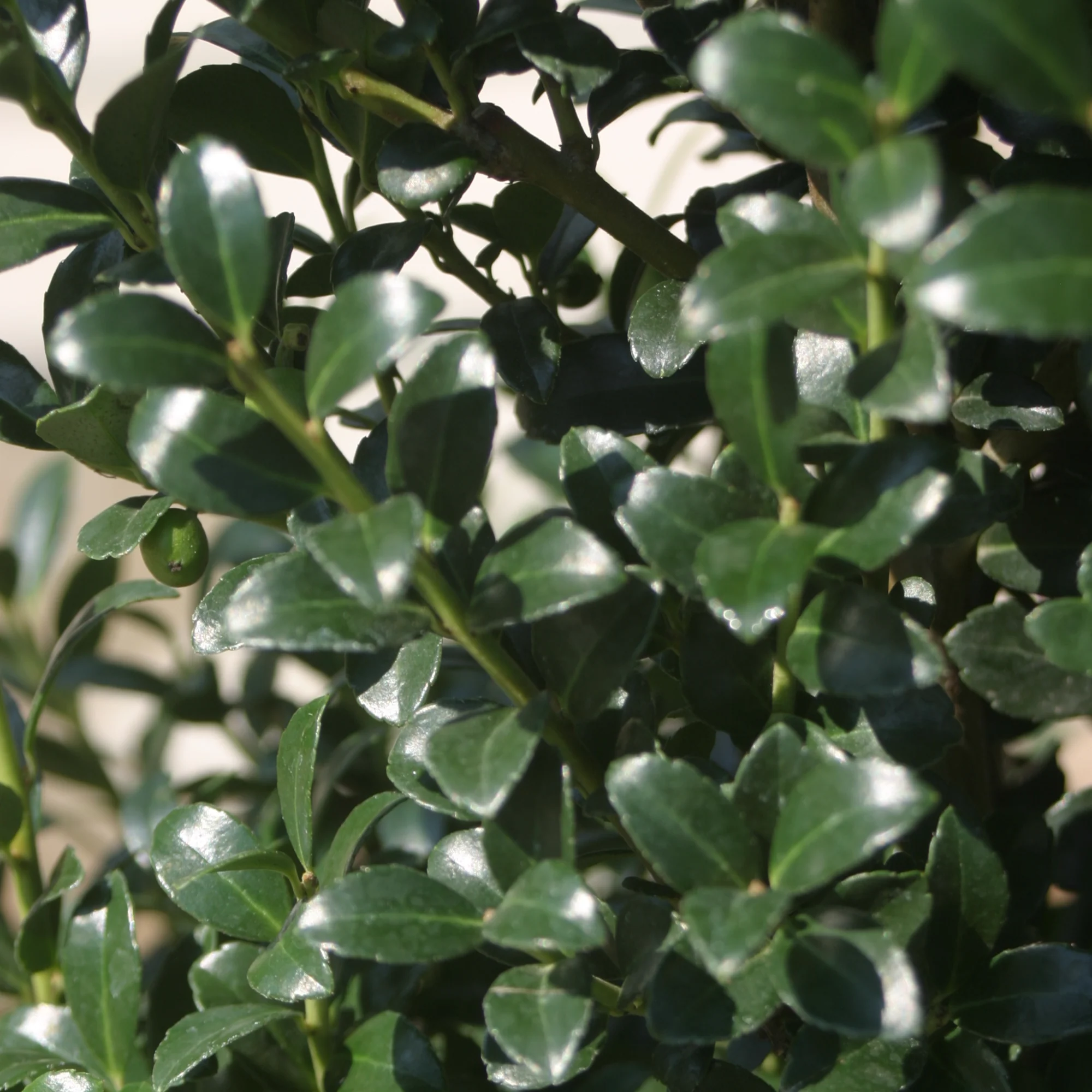 Sky Box® Japanese Holly (Ilex crenata) - Image 3